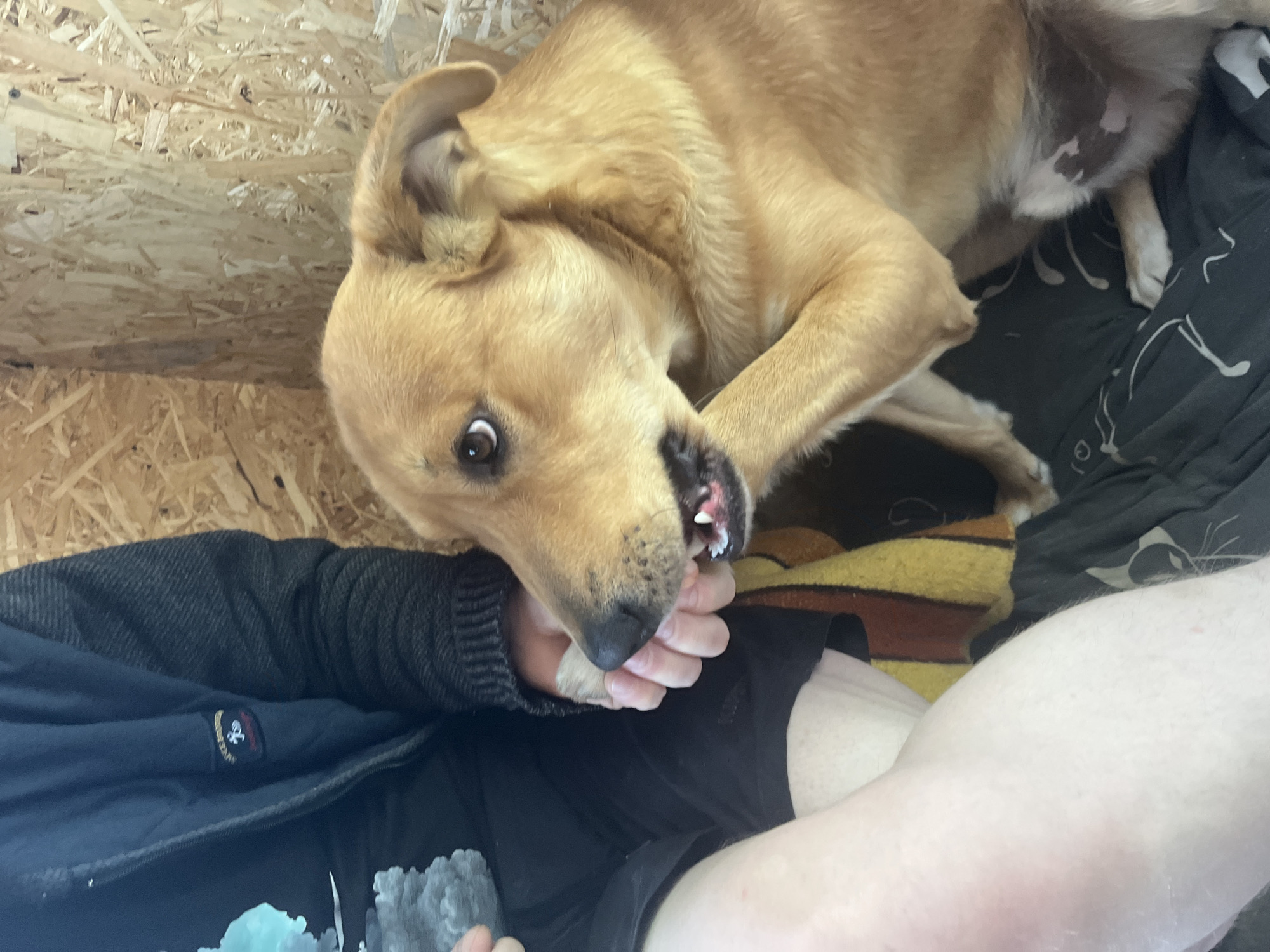 A light brown dog is chewing on a person's hand. The person is wearing a black long-sleeved shirt. A yellow and brown striped blanket or pillow is beneath the dog. The person's bare leg is visible. The dog is lying on what appears to be a patterned black cloth. In the background is a wooden panel wall. The location is Vesyoloye, Russia.