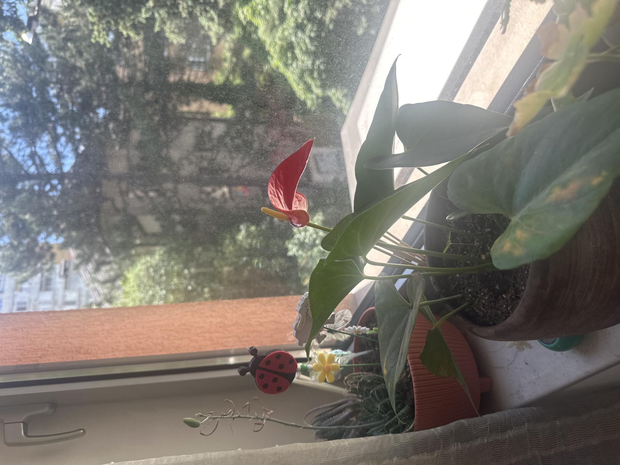 A close-up shot reveals an anthurium plant with a red spadix and prominent green leaves, potted in a brown ceramic container on a windowsill. Next to it, another pot containing succulents is visible, adorned with decorative elements including a ladybug and miniature flowers. The window overlooks a city scene, blurred by the glass, revealing trees and buildings. Based on the architectural style of the visible buildings and the prevalence of trees, this image is likely taken from an apartment in Sofia, Bulgaria. The natural light indicates a daytime setting.