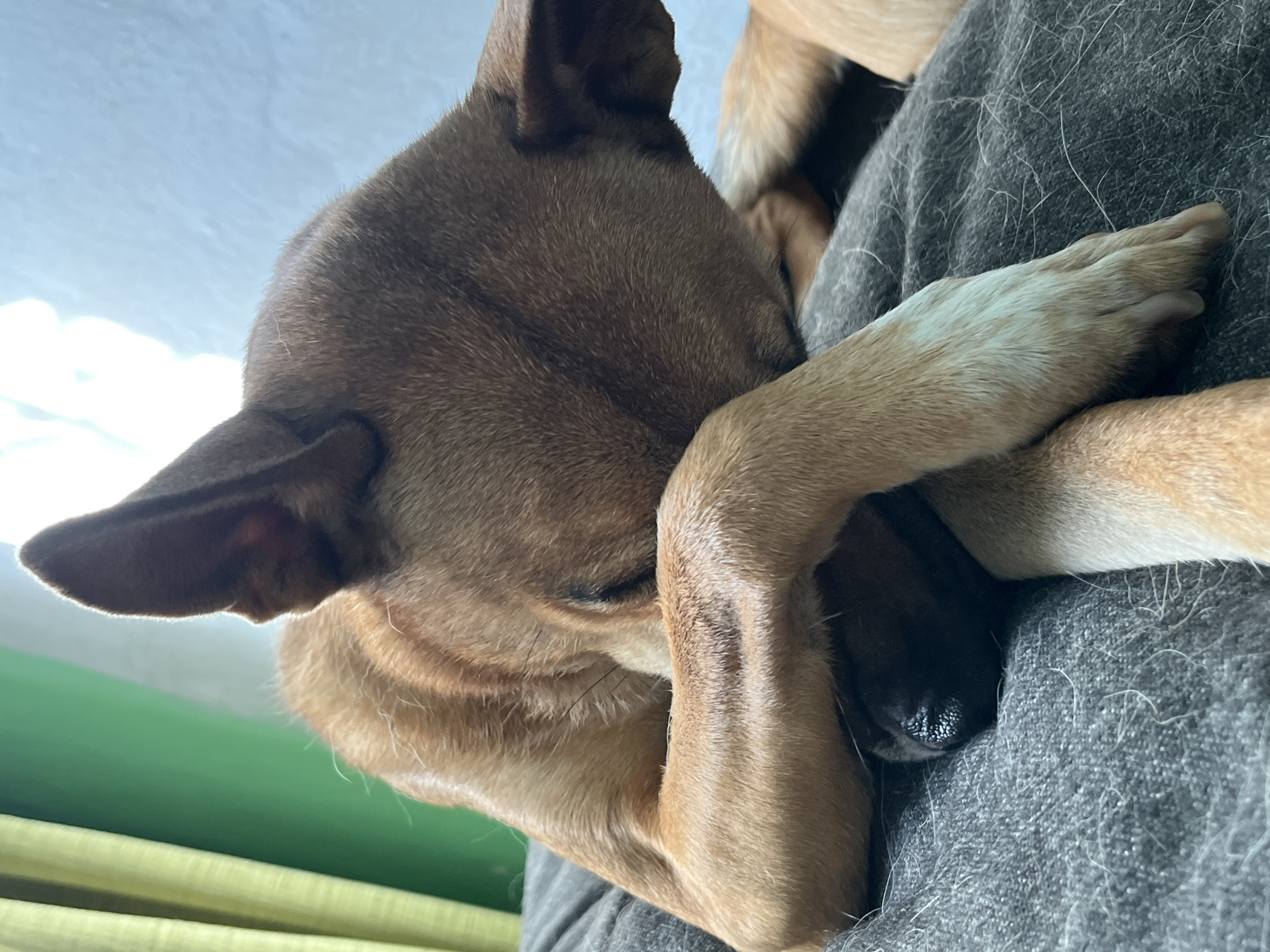 A tan dog is sleeping on a dark gray blanket, curled up with its head resting on its paws. The dog has large, erect ears and its eyes are closed. The background shows a green curtain and a white wall. The lighting suggests it is daytime, possibly near a window. The scene is indoors. There is no indication of the location being Nizhny Tagil, Russia.