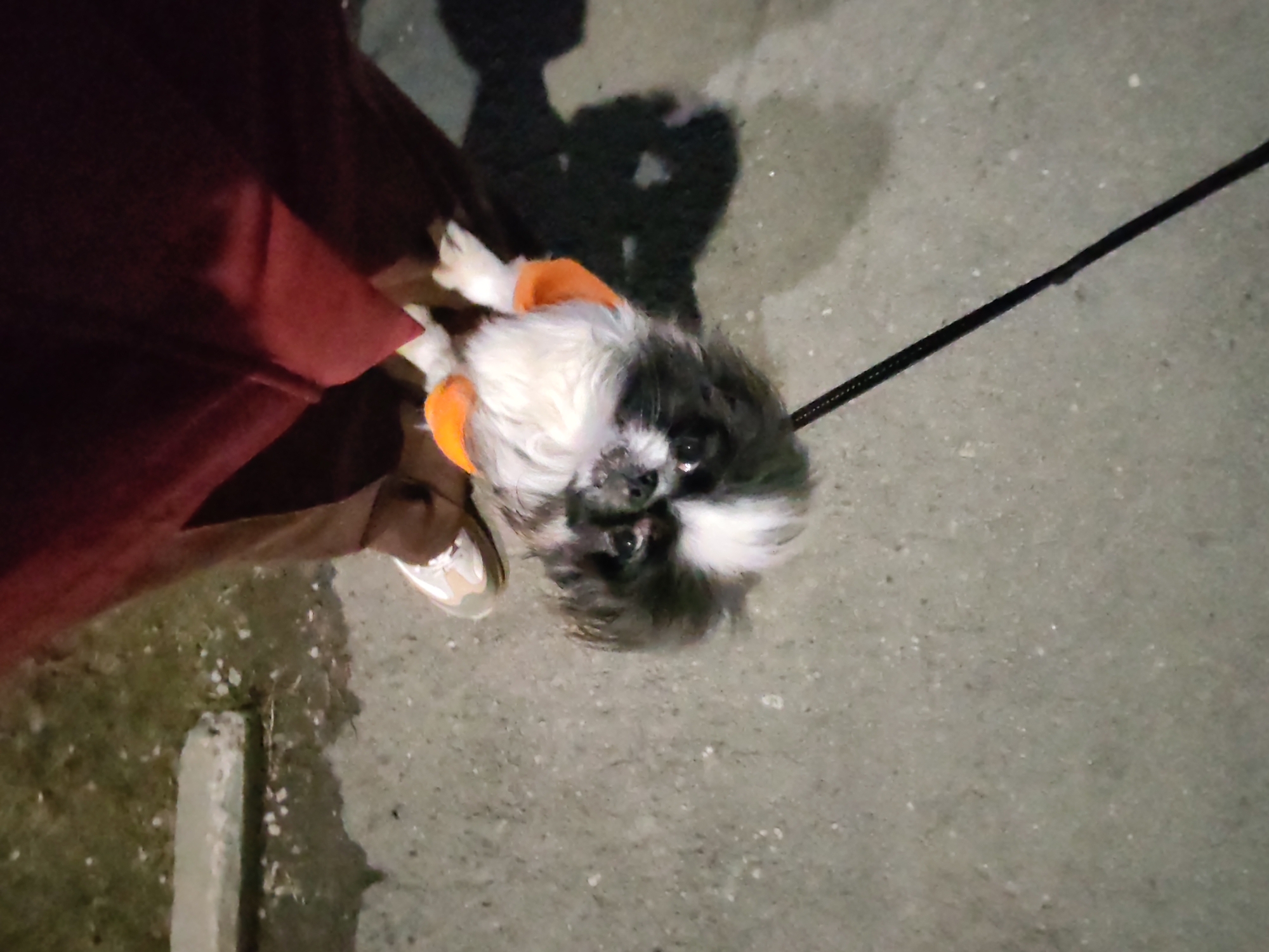 This overhead shot captures a small, fluffy dog on a leash during an evening or nighttime walk in Izhevsk, Russia. The dog, a black and white breed with a predominantly white body and striking black markings around its eyes and ears, is looking directly up at the camera with an attentive expression. It wears a bright orange top or harness, and a black leash extends from its neck towards the right side of the frame.
To the left, the lower part of a person's body is visible, dressed in a dark red garment, possibly trousers or a long skirt. A light-colored sneaker with a brown sole is seen on the person's foot. A soft, elongated shadow of the person is cast on the concrete ground behind the dog.
The scene takes place outdoors on what appears to be a paved concrete surface, likely a sidewalk or pathway. In the bottom left corner, a concrete curb or low pillar is partially visible, adjacent to an area of darker ground that might be grass or dirt, flecked with small white specks, possibly fallen blossoms or debris. The dim lighting suggests it is either dusk or night, illuminated by artificial light sources not visible in the frame. The dog's direct gaze implies engagement with its owner or the person holding the camera. No text is visible in the image.
