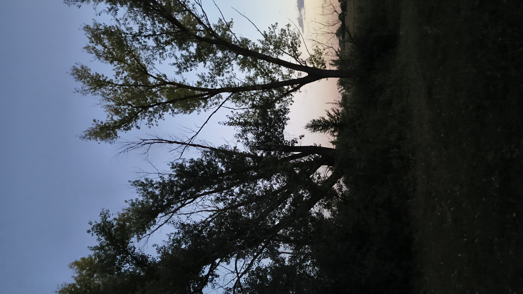 The image shows a natural outdoor scene with trees silhouetted against a twilight sky. The sky transitions from a clear blue at the top to a pale pink and orange near the horizon, suggesting either sunrise or sunset. There are several large trees with full canopies and some bare branches, indicating a deciduous forest setting. In the foreground, dense foliage and grass are visible, mostly in shadow. The overall atmosphere is calm and serene.