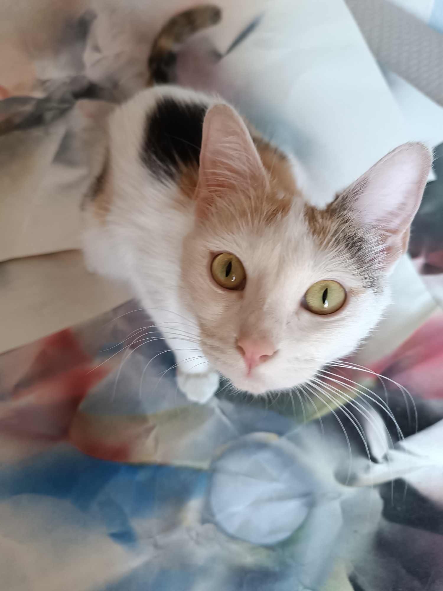 A calico cat with yellow-green eyes looks directly at the camera from a low angle. The cat has white fur with patches of brown and black. It is standing on a surface with a blurry, floral-like design in shades of blue, pink, white, and gray. The tail is visible in the background. The location is unknown.
