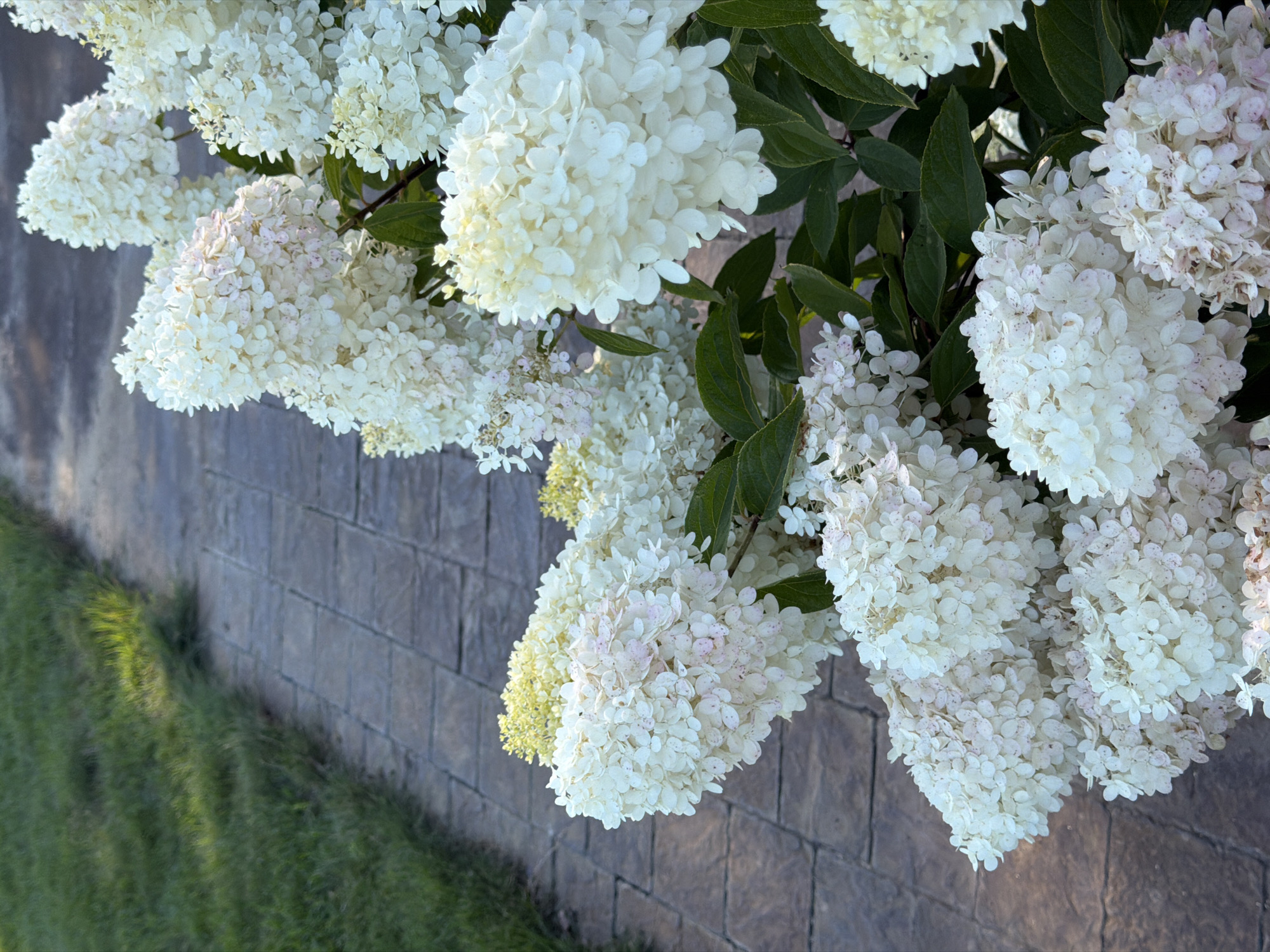 This is a close-up, eye-level shot of a blooming white hydrangea bush with some subtle pinkish hues on the flower petals. The hydrangeas are in the foreground, taking up most of the frame. Behind the flowers, a paved pathway made of rectangular, textured stone pavers is visible. To the left of the pathway, a strip of green grass with visible individual blades can be seen. The lighting suggests it is either early morning or late afternoon, with soft shadows cast on the pathway and grass. The image does not contain any people or animals. The scene appears to be in a garden or park area, possibly on the grounds of a private residence or a public botanical garden. The specific location within Novosibirsk, Russia cannot be determined from the visual information provided.