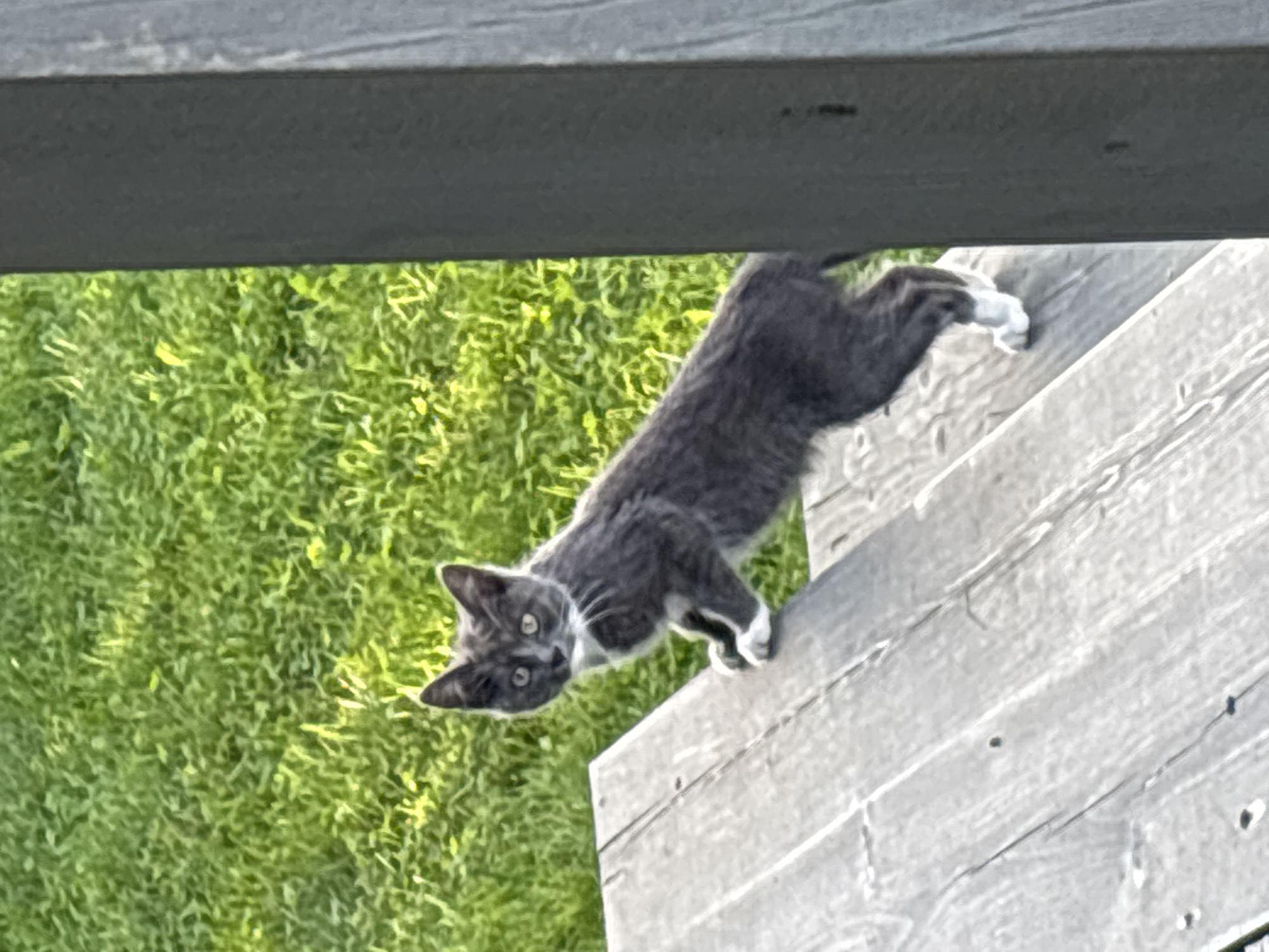 A young, gray tabby kitten with white paws and chest stands on a wooden deck, looking towards the camera. The deck is made of weathered gray planks and is positioned in front of a vibrant green lawn. The kitten's fur is a mix of darker and lighter gray, with distinct tabby markings. Its eyes are open and alert, appearing to be yellow or light green. The background consists of out-of-focus green grass. A dark gray vertical post of the deck railing is visible on the right side of the frame. The scene appears to be outdoors, possibly in a residential backyard.
