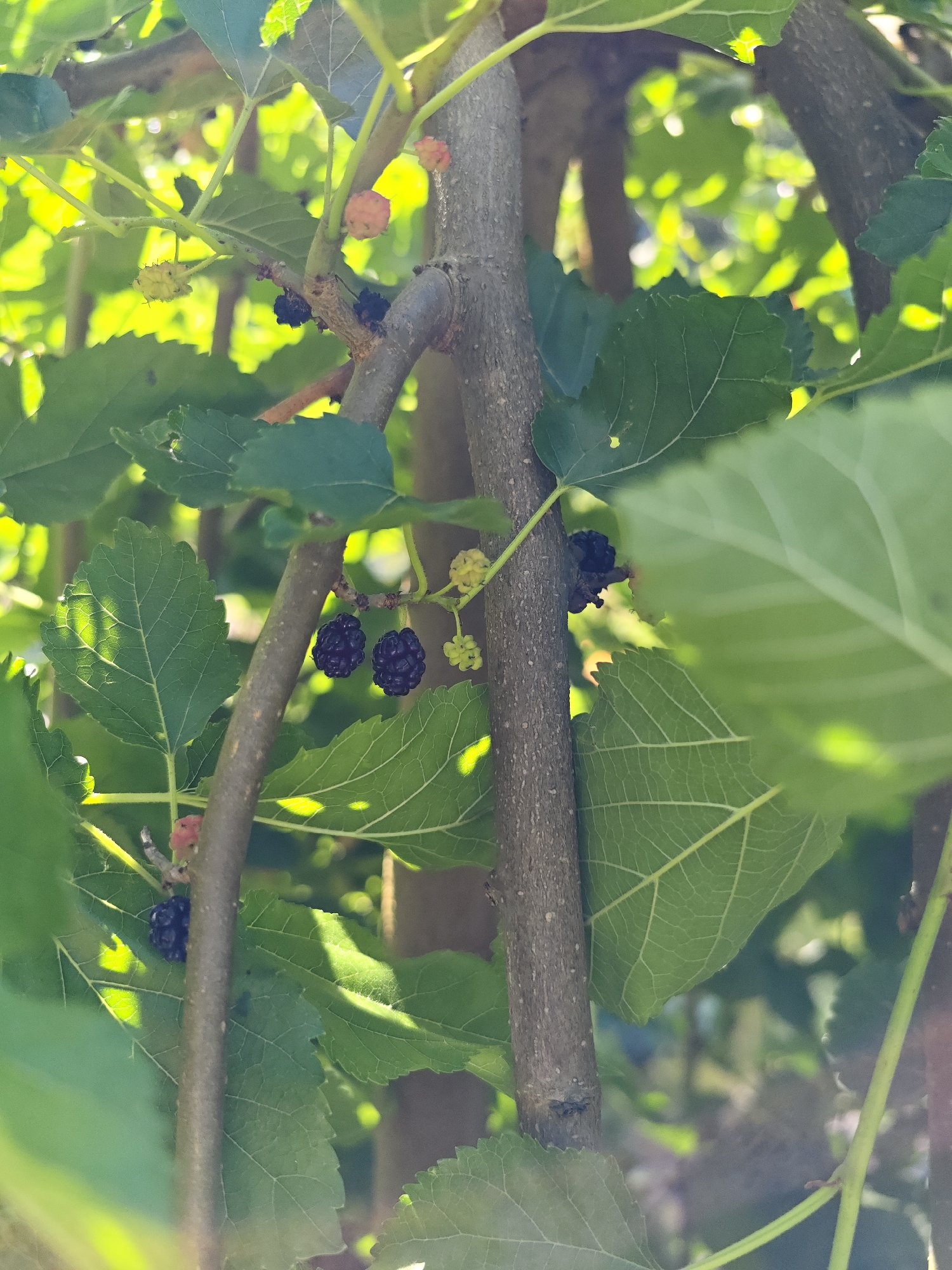 The image shows a close-up view of a mulberry tree with dark purple mulberries growing on it. The mulberries are clustered together on thin stems, surrounded by lush green leaves. The sunlight filters through the leaves, creating a dappled effect. The tree trunk is visible in the foreground, with a rough, textured bark. The background is blurred, suggesting other foliage and a sense of depth. The scene appears to be set outdoors in a natural environment. There is no indication of the city of Dubki, Russia in the image.