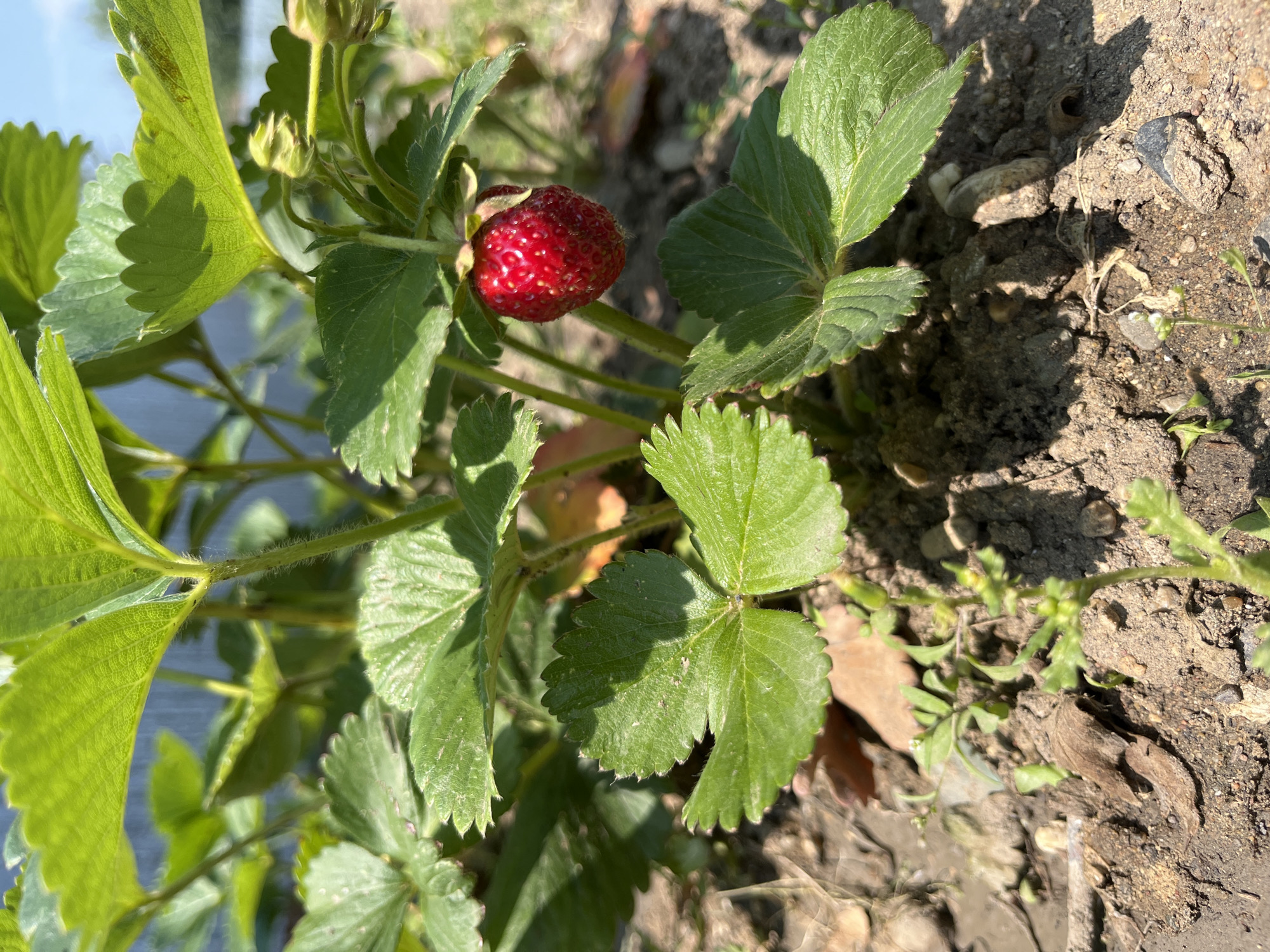 In the city of Aqsu, Kazakhstan, a close-up, eye-level shot captures a single, ripe red strawberry hanging from its stem amidst vibrant green strawberry leaves. The fruit is plump and textured with visible seeds. The surrounding foliage is lush and healthy, with serrated edges on the leaves. The ground beneath the plant is composed of dry, brown soil with scattered small pebbles and dried leaves, suggesting an outdoor, possibly garden, setting. The lighting indicates a bright, sunny day, casting distinct shadows from the leaves onto the soil. The background is softly blurred, showing hints of a metallic structure, possibly a fence or greenhouse panel, and the clear blue sky. The overall impression is one of a healthy, growing strawberry plant in a natural outdoor environment.