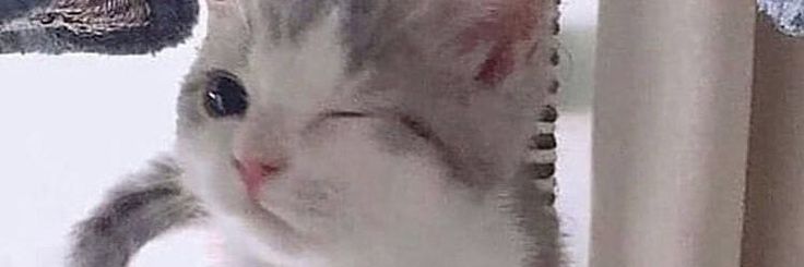 The image shows a close-up of a cat's face. The cat is white with gray markings, and is winking with its left eye. The cat's right eye is open and looking directly at the camera. The cat is partially obscured by a vertical, white object, likely a wall or window. The background is blurred and out of focus. The image was taken at the coordinates -7.45472, 111.427584, which is in the city of Geneng, Indonesia.