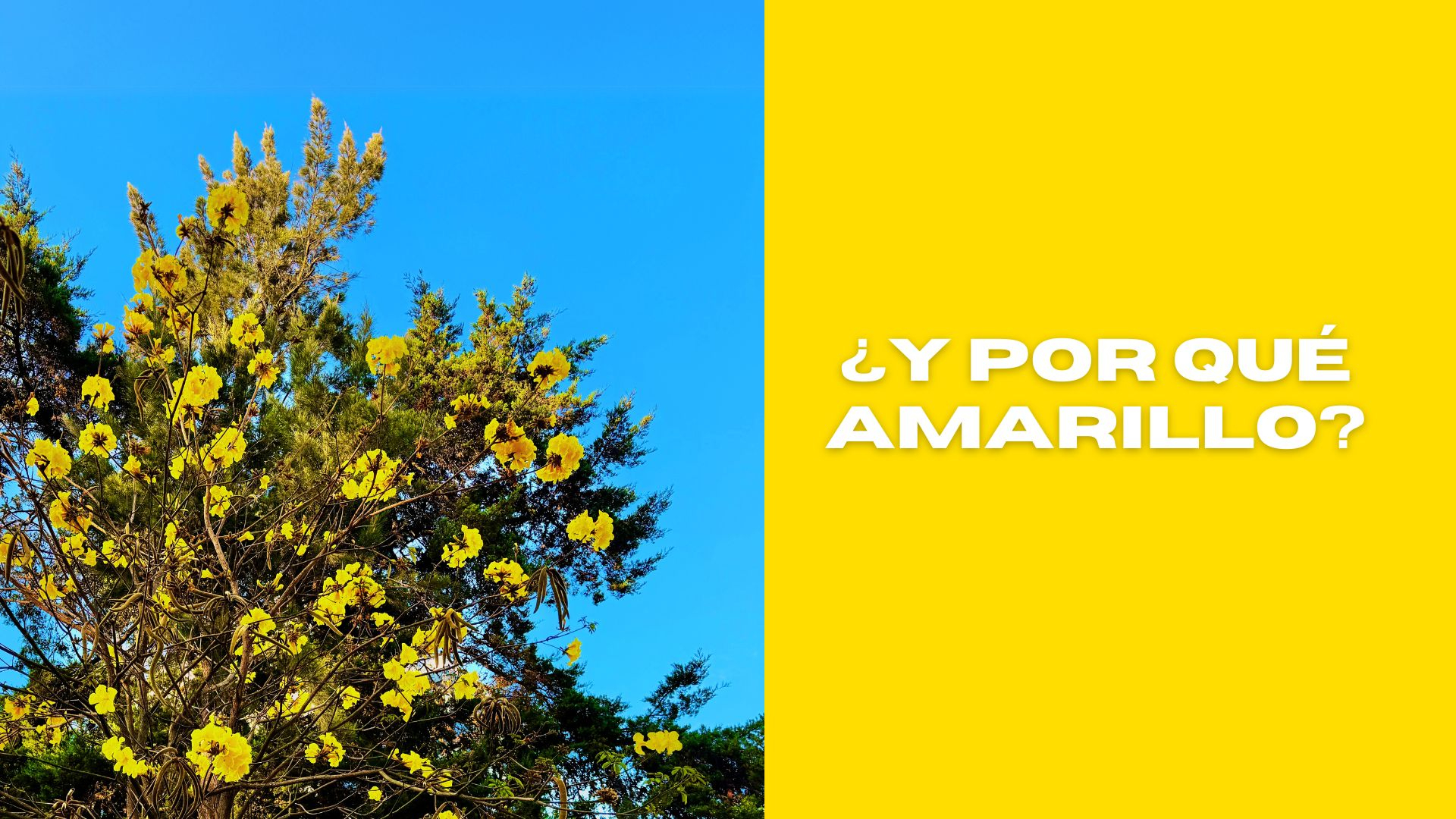 Psicologia del color