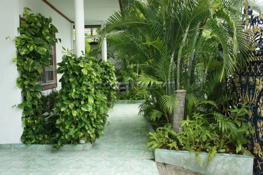 Suksabai photo 4