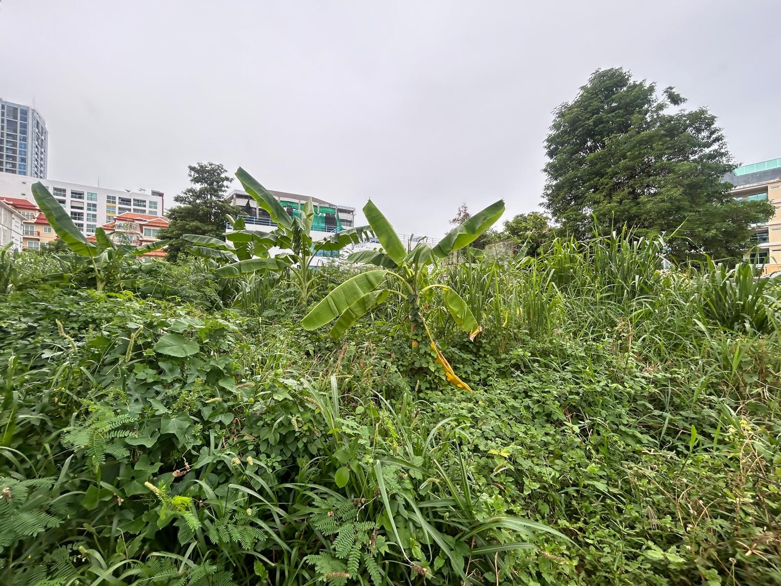 Just Over A rai of Beautiful Land For Sale In Pratumnak photo 14