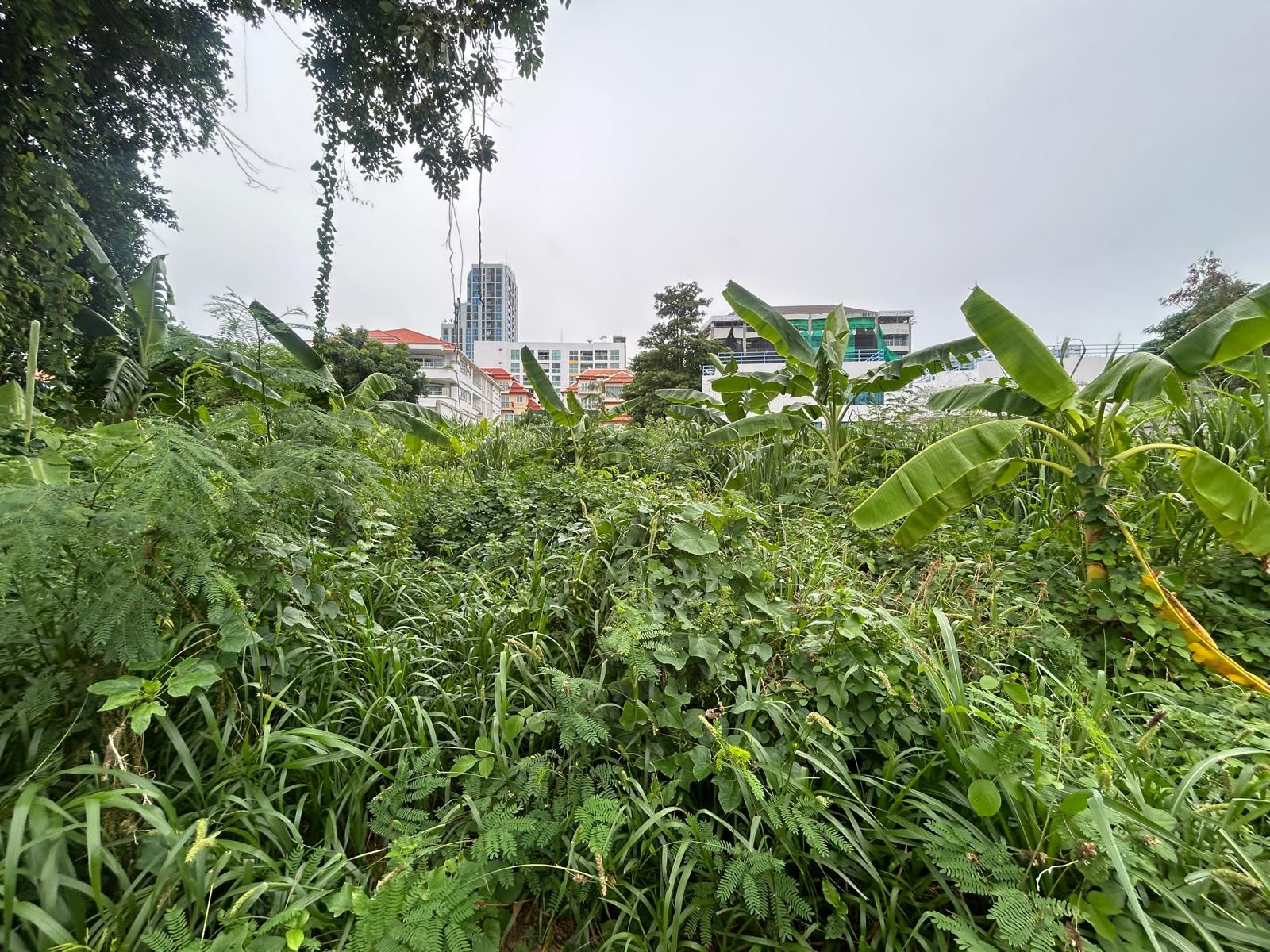 Just Over A rai of Beautiful Land For Sale In Pratumnak photo 17