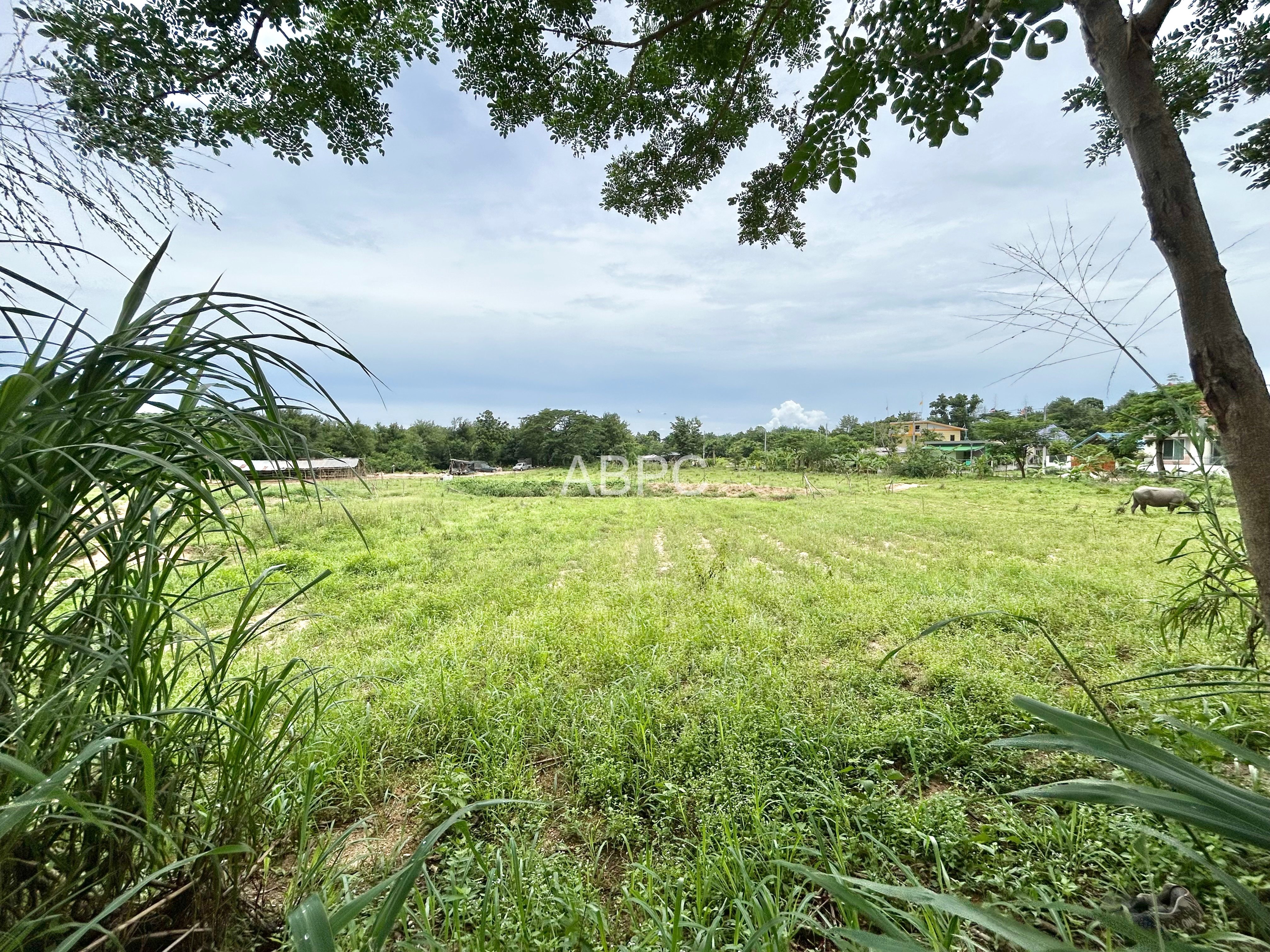 Land For Sale in Pong photo 3