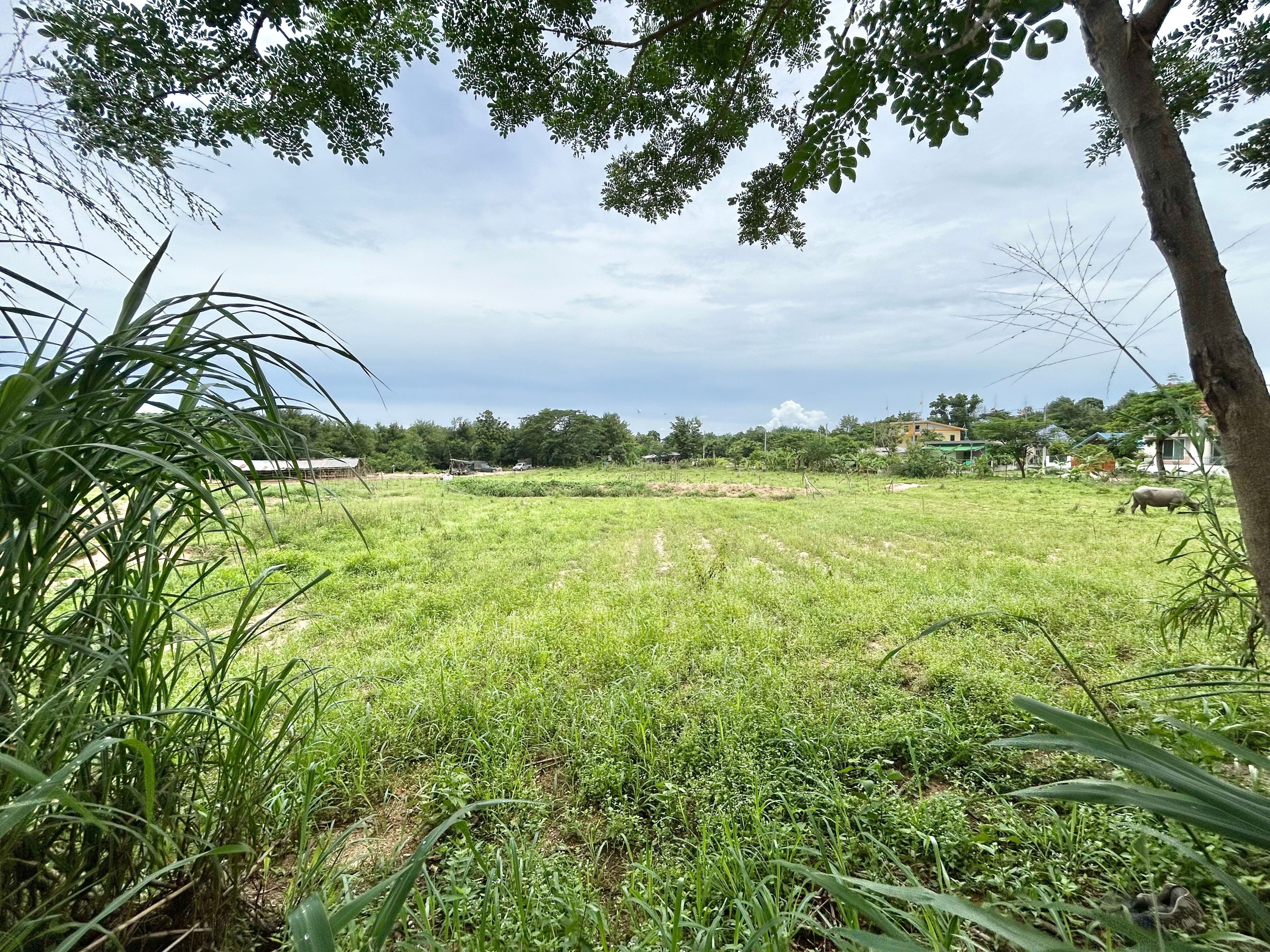 Land For Sale in Pong photo 9
