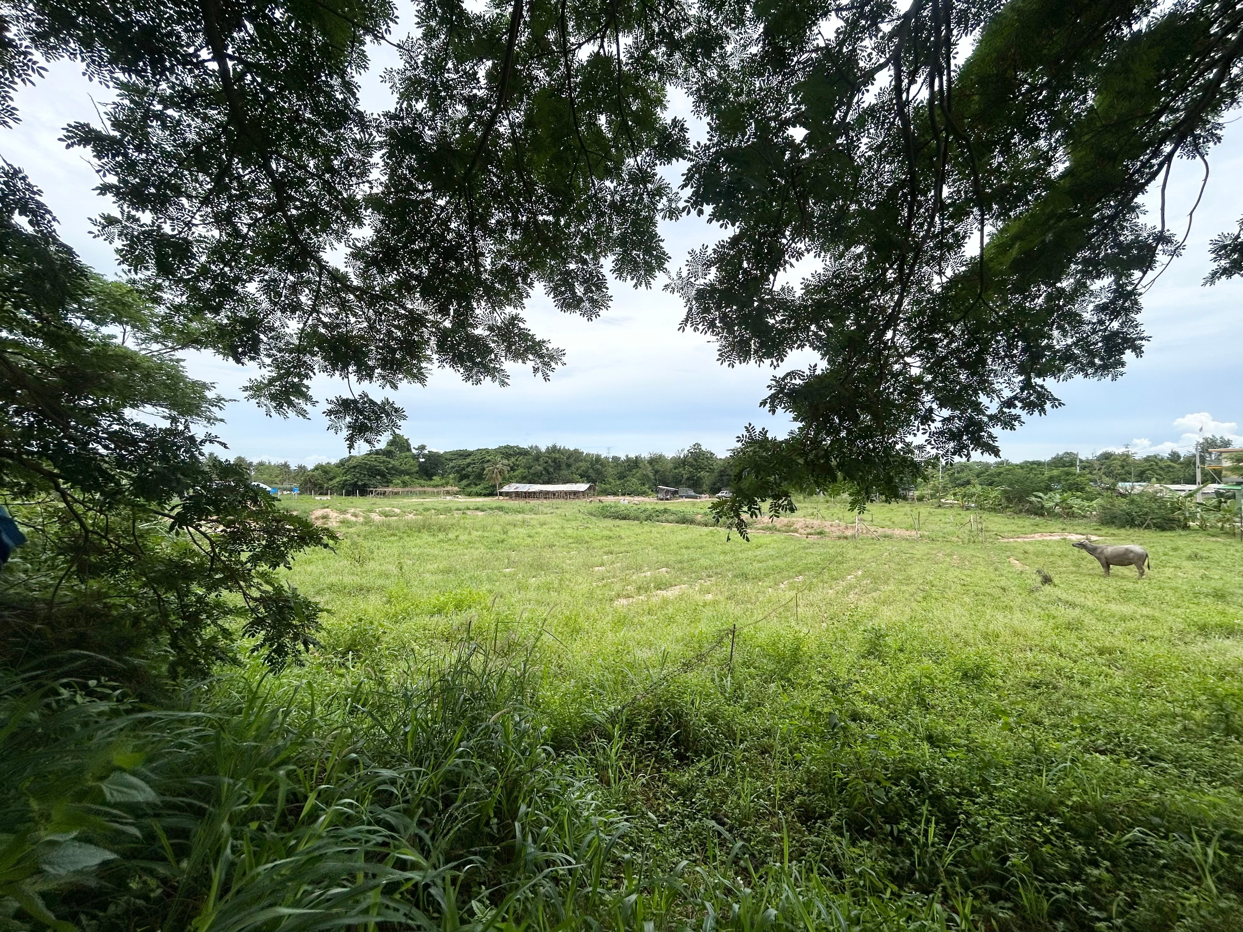 Land For Sale in Pong photo 12