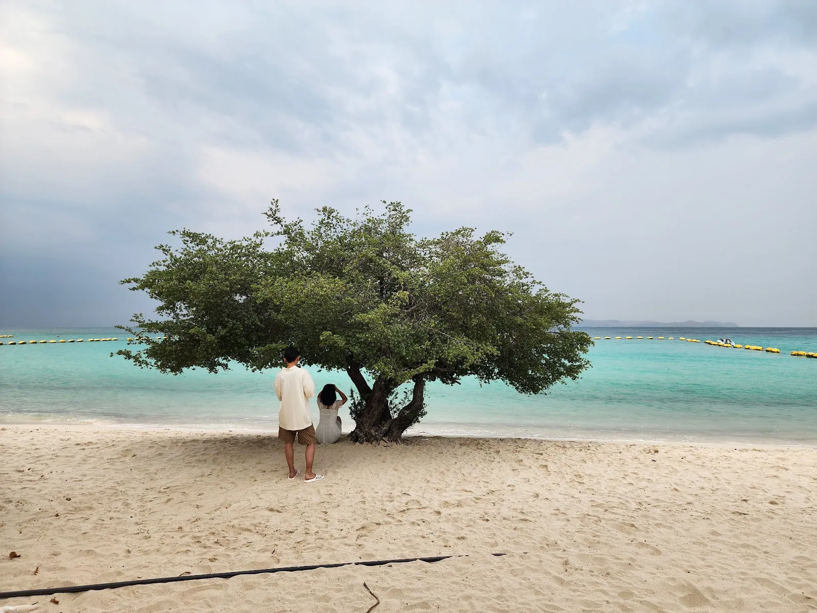 Korea Tree at Koh Lan