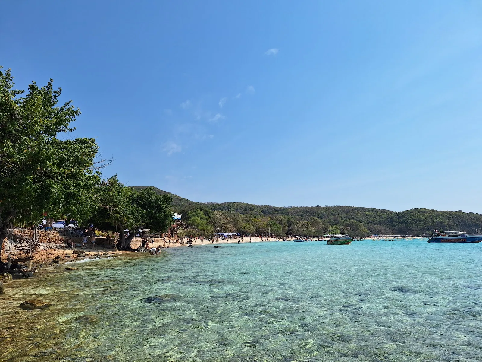 Korea Tree at Koh Lan