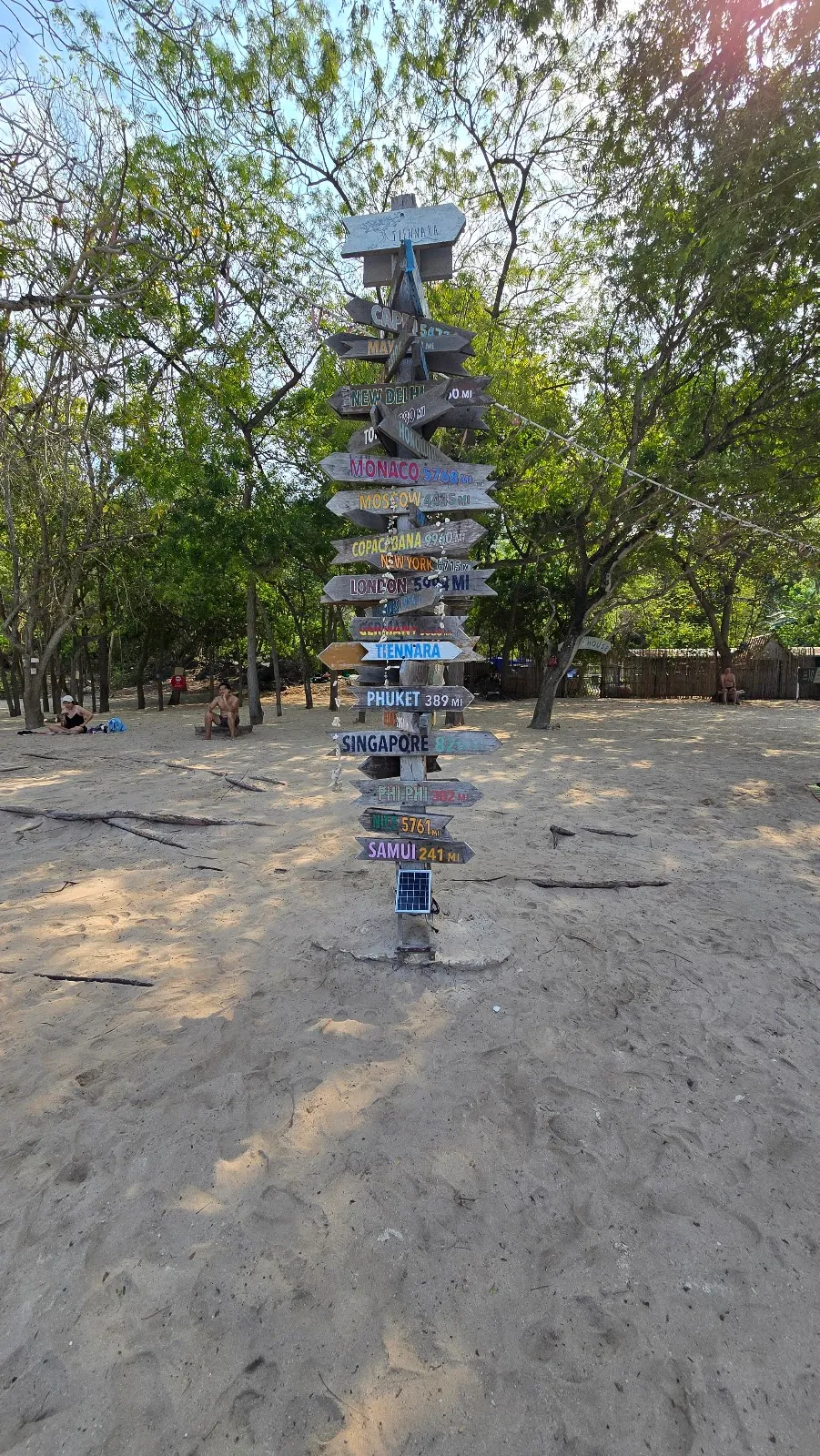 Korea Tree at Koh Lan