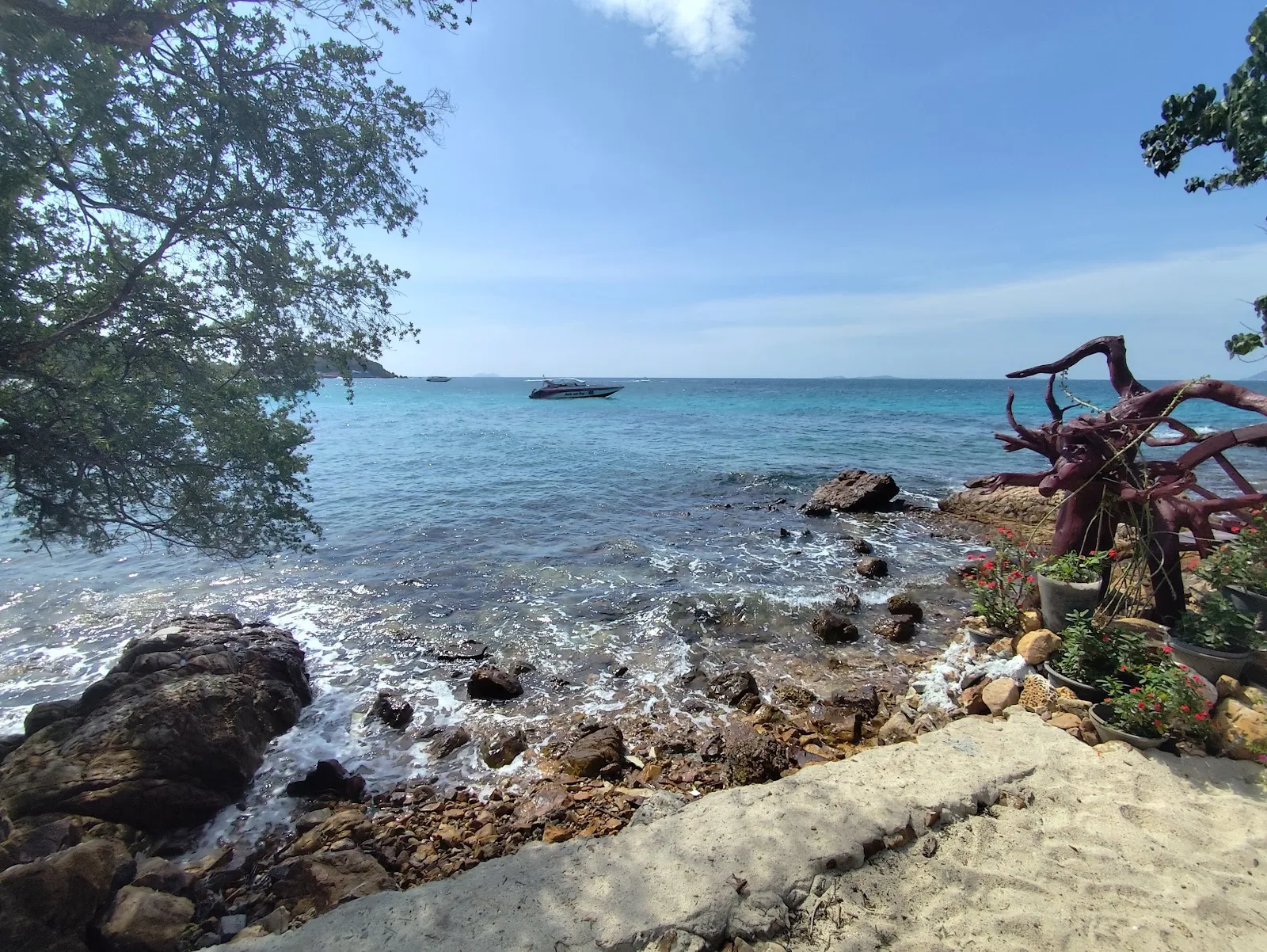 Korea Tree at Koh Lan