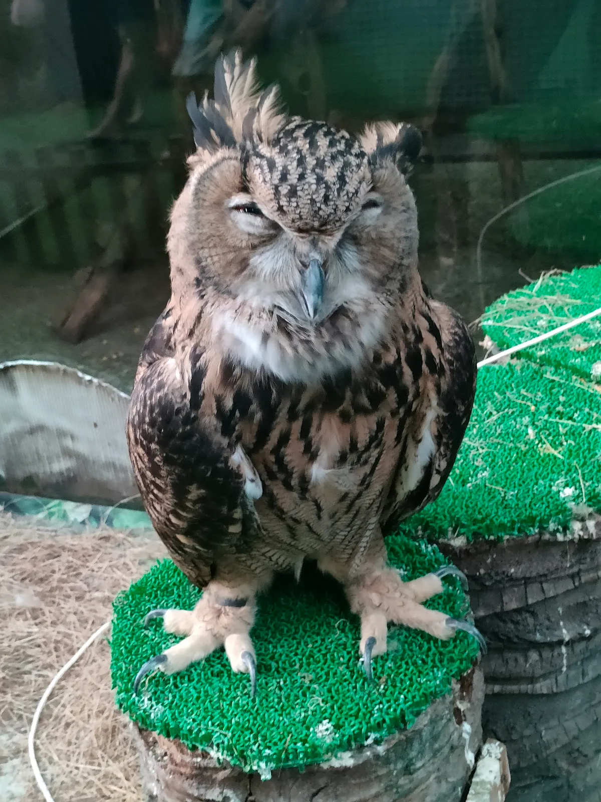 Monster Aquarium Pattaya