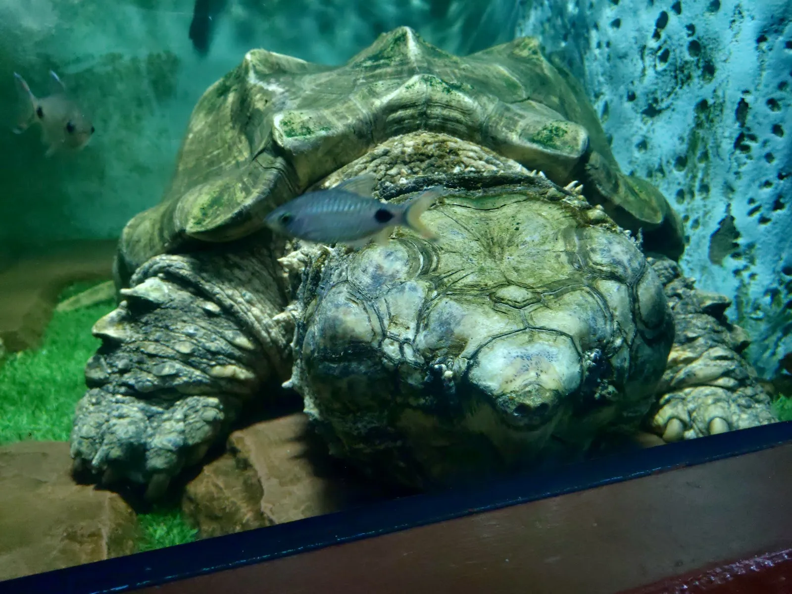 Monster Aquarium Pattaya