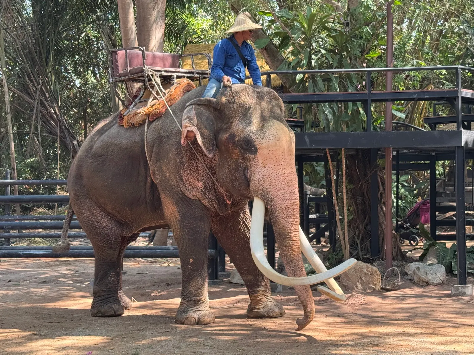 Pattaya Elephant Village