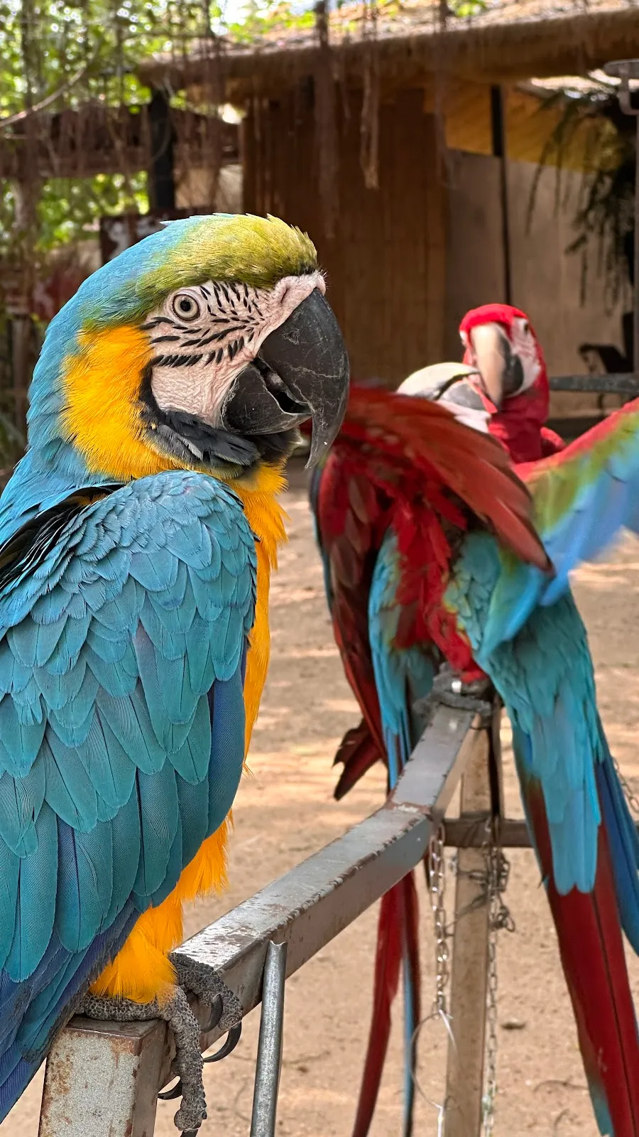 Pattaya Elephant Village