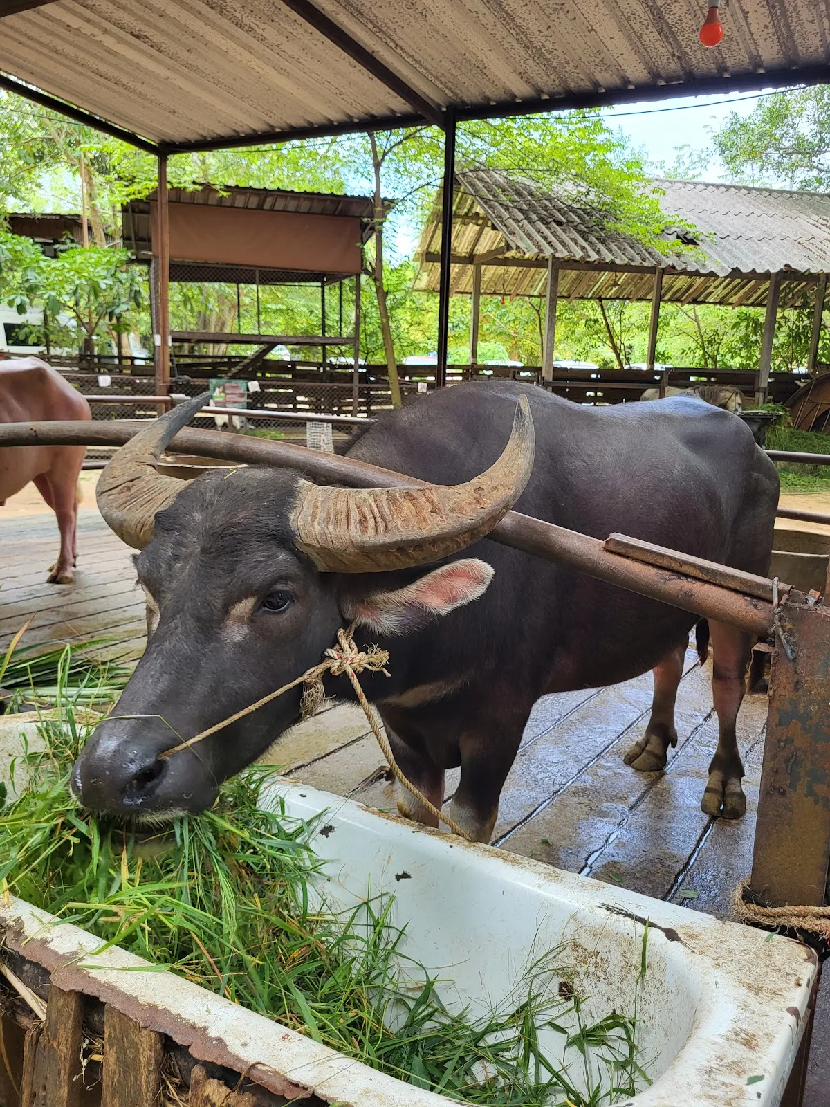 Pattaya Elephant Village