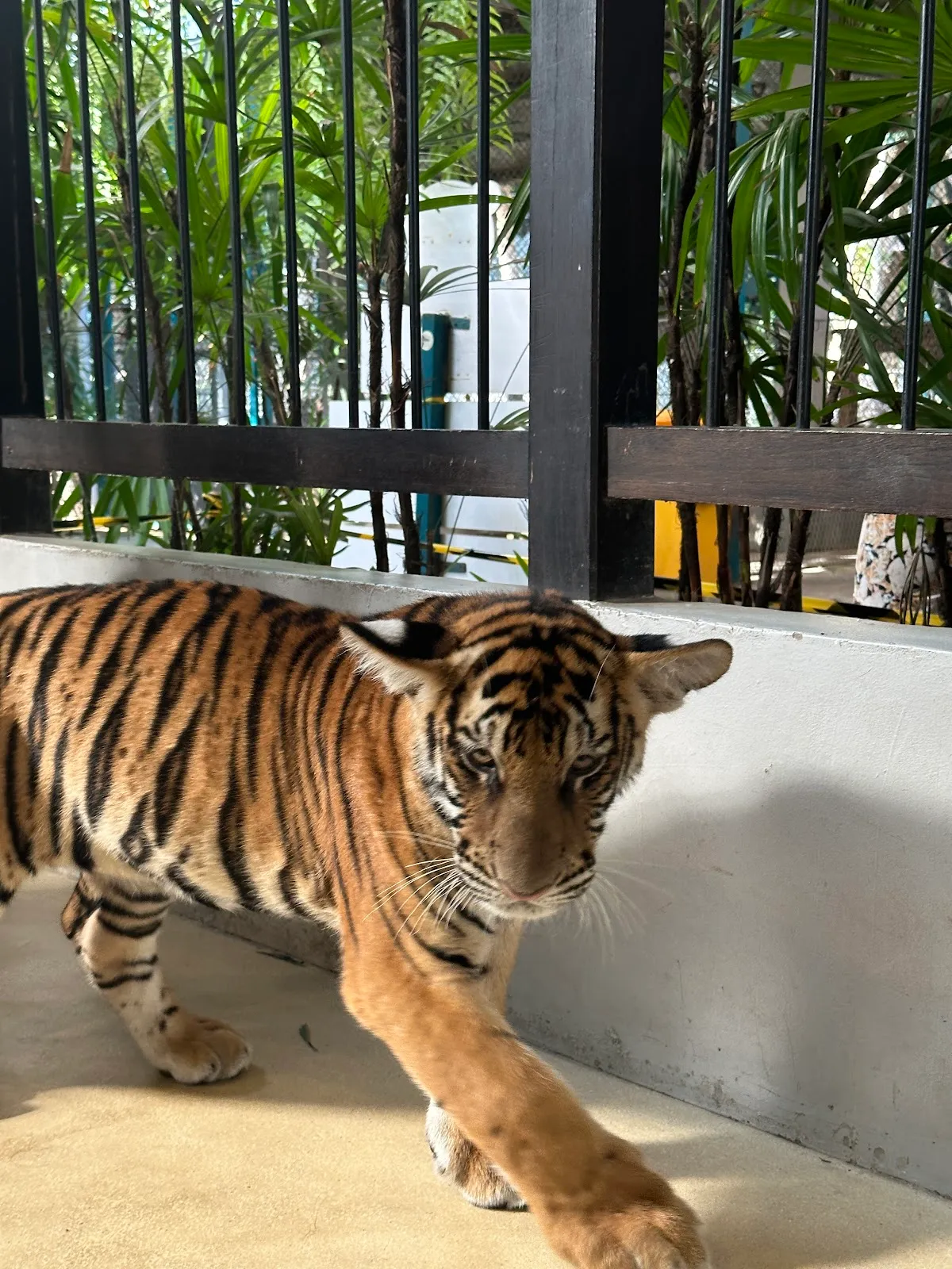 Tiger Park Pattaya