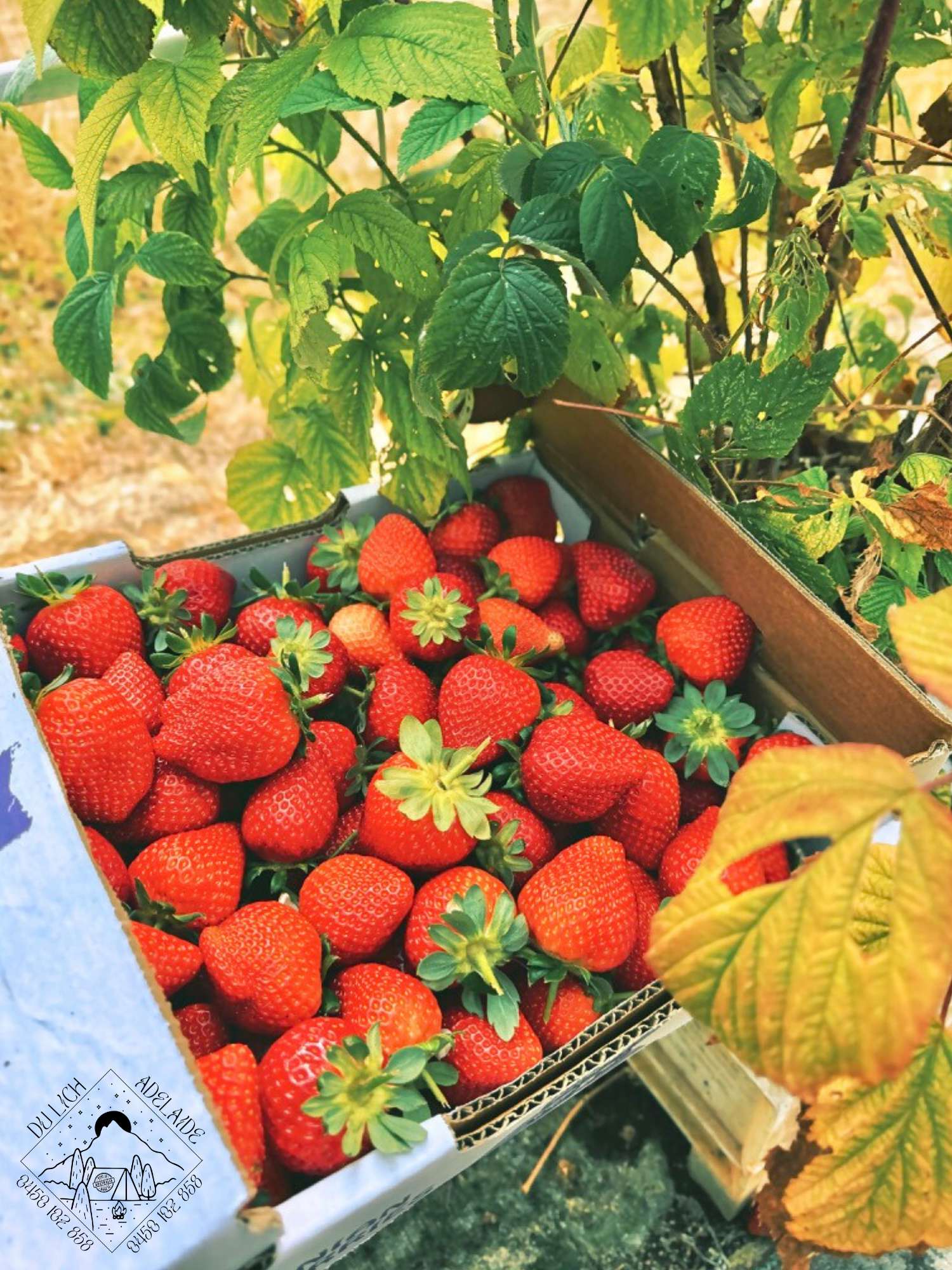 Thử rượu vang Barossa Valley và làng cổ người Đức Hahndorf