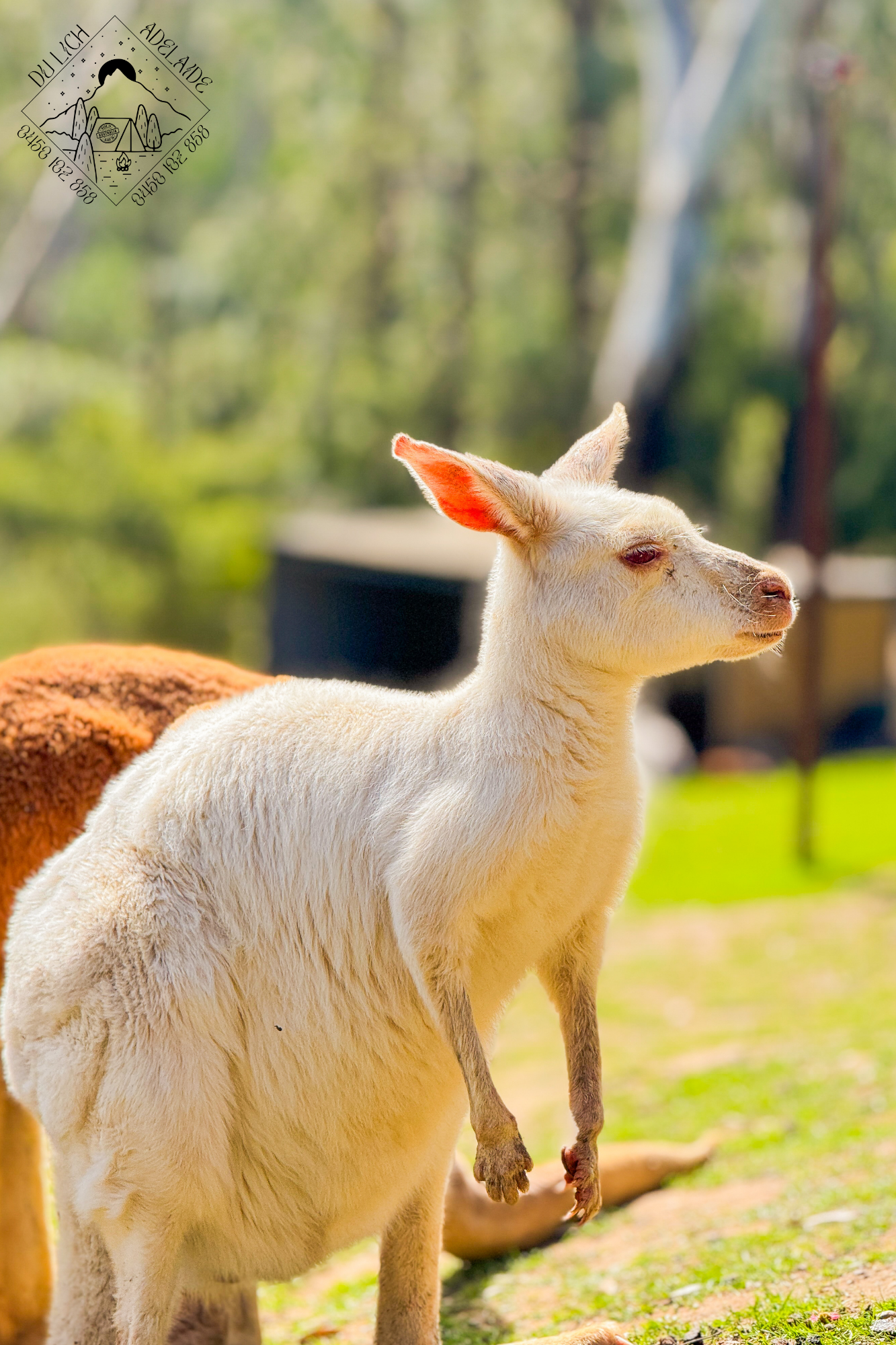 Tour Khám Phá Adelaide Hills Full Day 