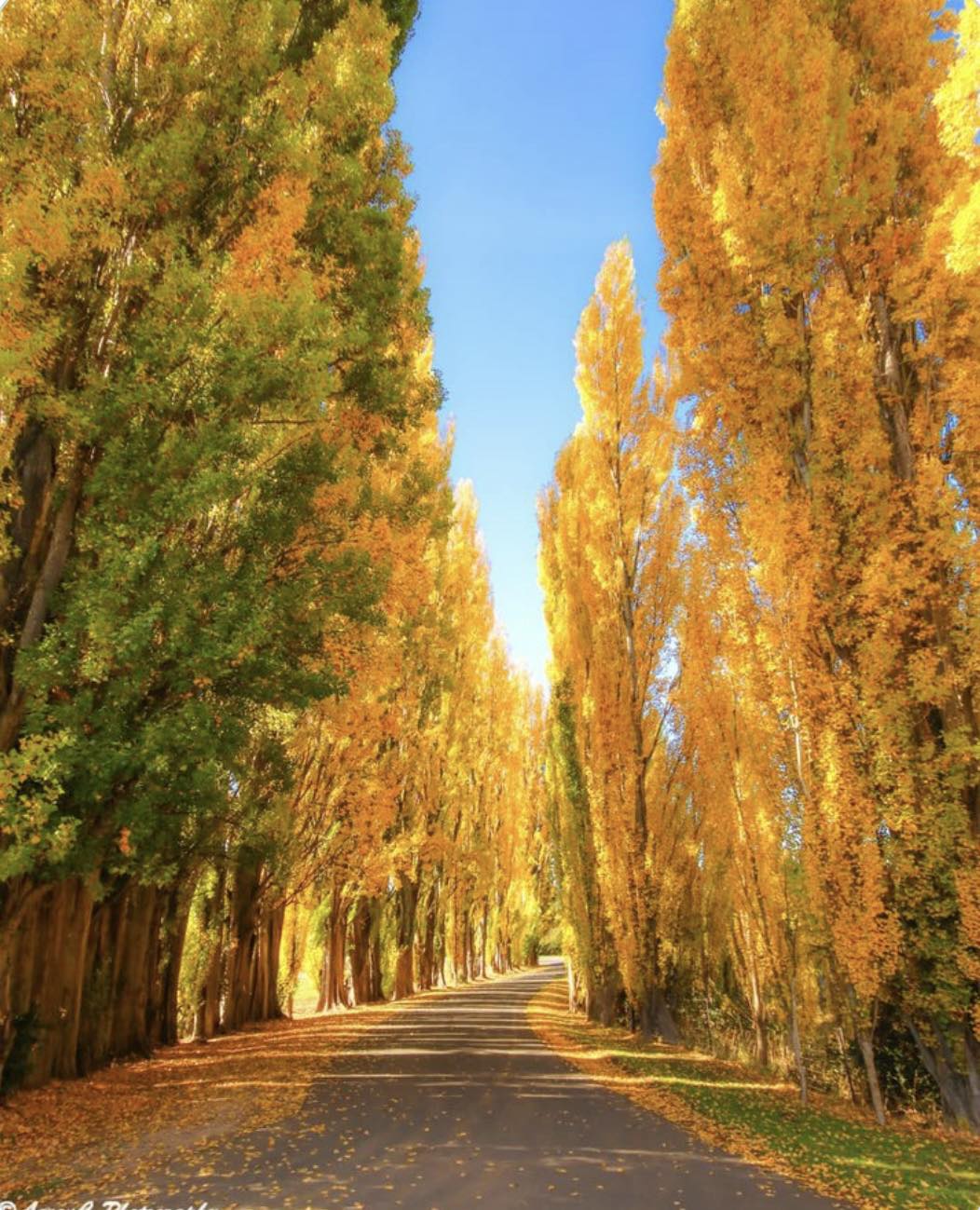 Tour Mountain Field National Park and Russell Falls