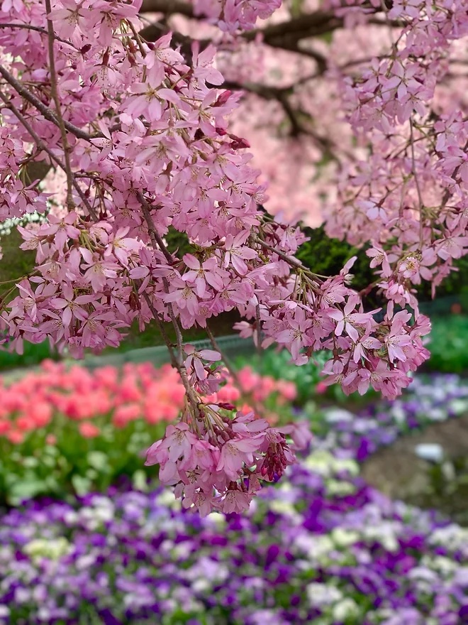 Lễ hội hoa Canberra và tham quan vườn Tulip Top