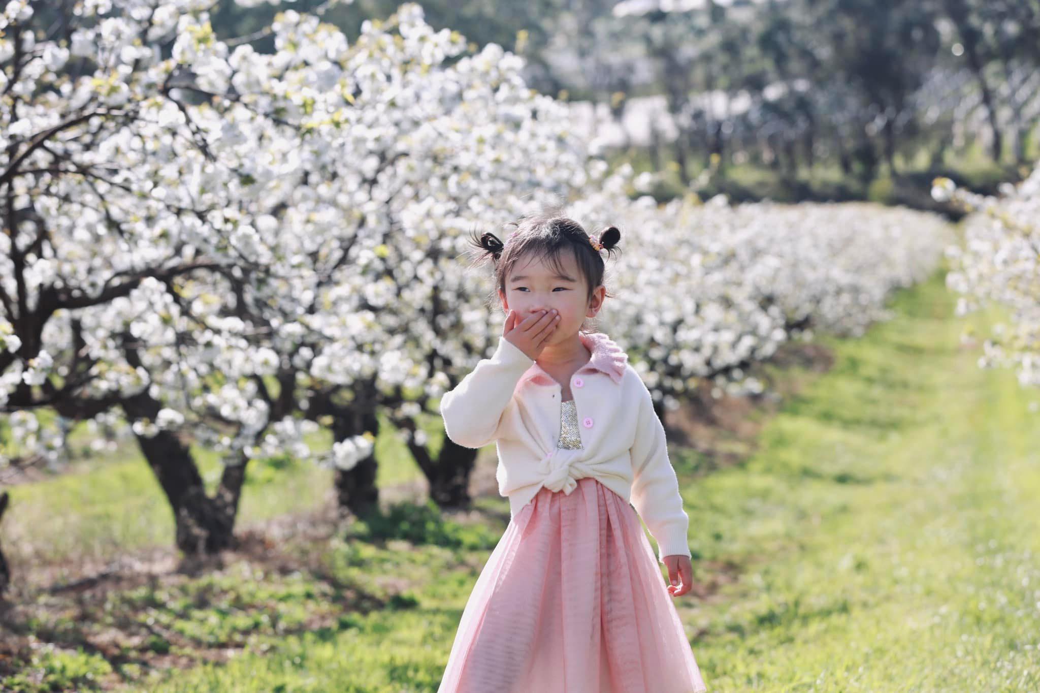 Tour Mùa Xuân Yarra Valley:  Lễ hội hoa tulip & hoa anh đào trắng