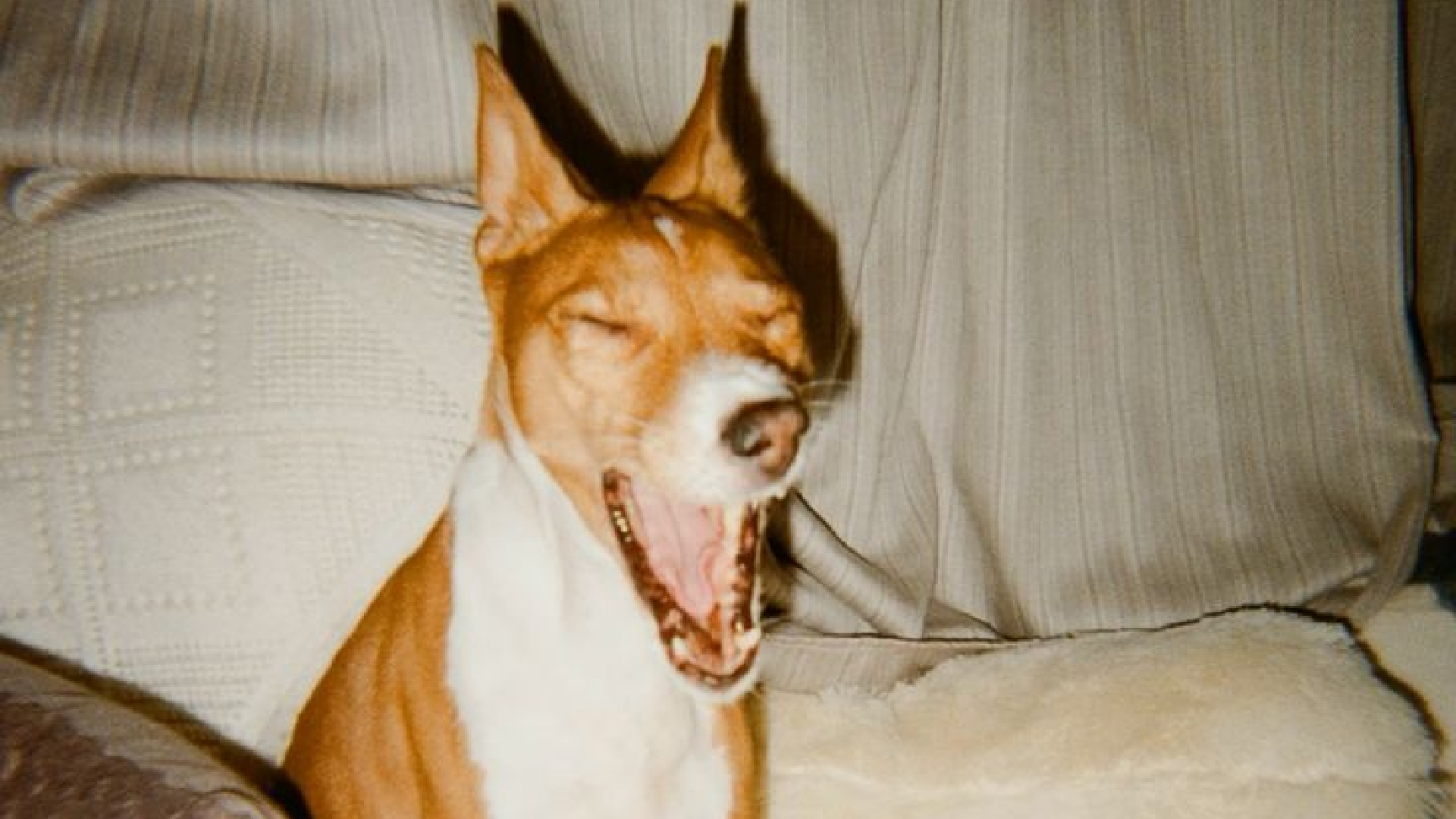 Puppy Biting and Mouthing