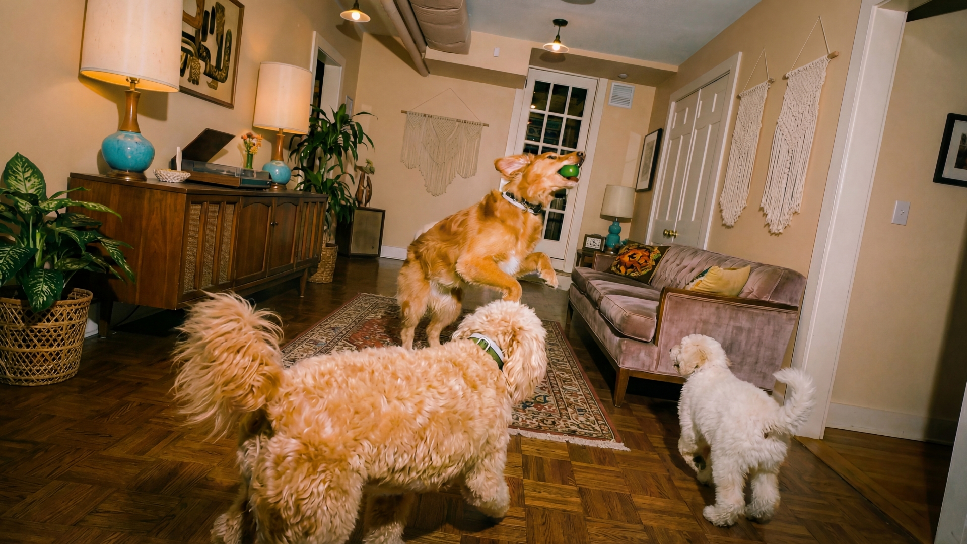 Dog Socialization Guide