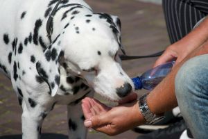 Hitzschlag beim Hund – Erkennen, Handeln, Vorbeugen