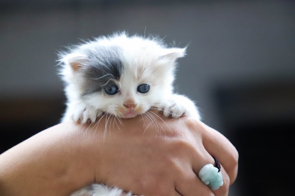 Artikel-Bild zu "Kitten richtig ernähren - Futter, Häufigkeit und Tipps für gesundes Wachstum" - Katzen Erste-Hilfe-Guide