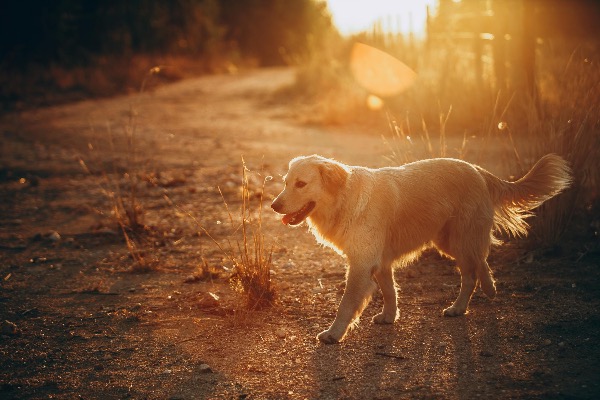 Artikel-Bild zu "Hundespaziergänge bei jedem Wetter – Worauf Sie je nach Temperatur achten sollten" - Hunde Erste-Hilfe-Guide