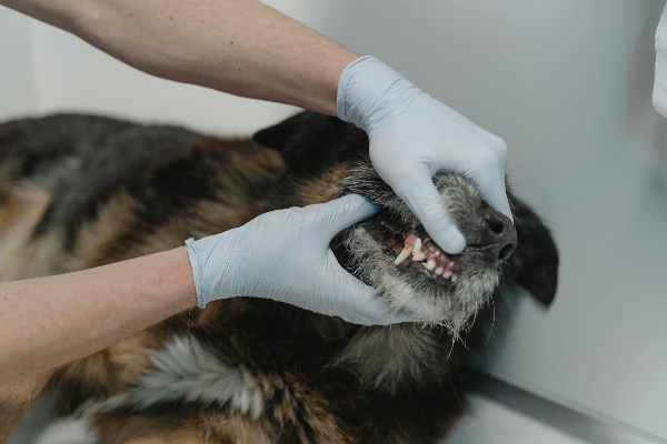Artikel-Bild zu "Zahngesundheit bei Hund und Katze - So pflegen Sie die Zähne Ihres Haustieres richtig" - Allgemein Erste-Hilfe-Guide