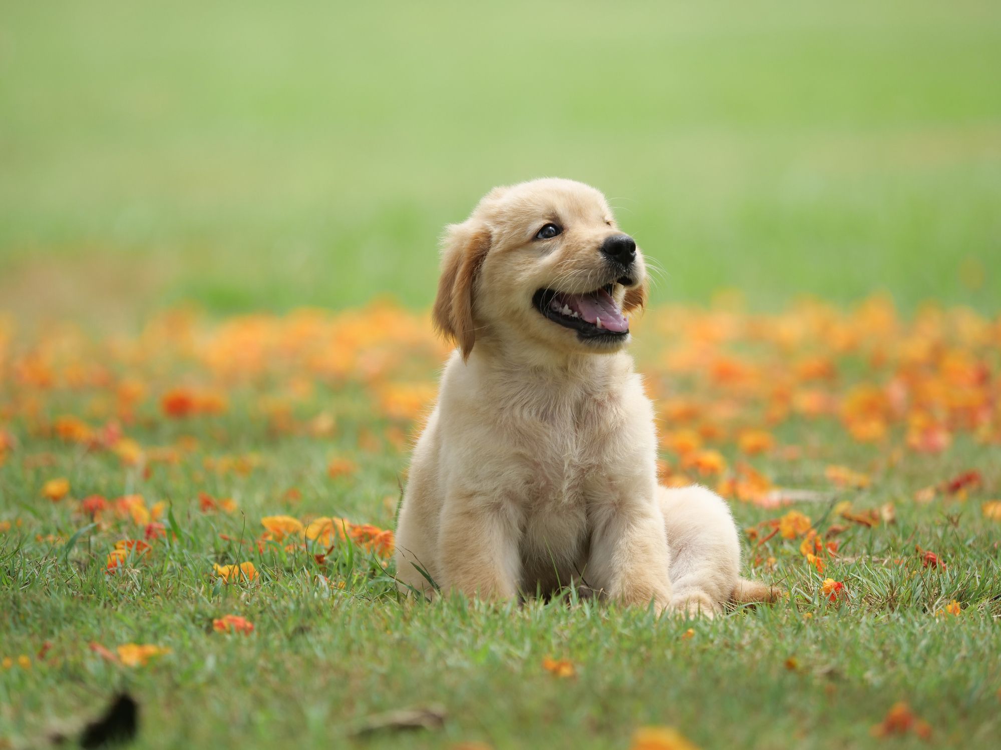 pet