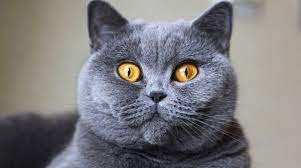 pet