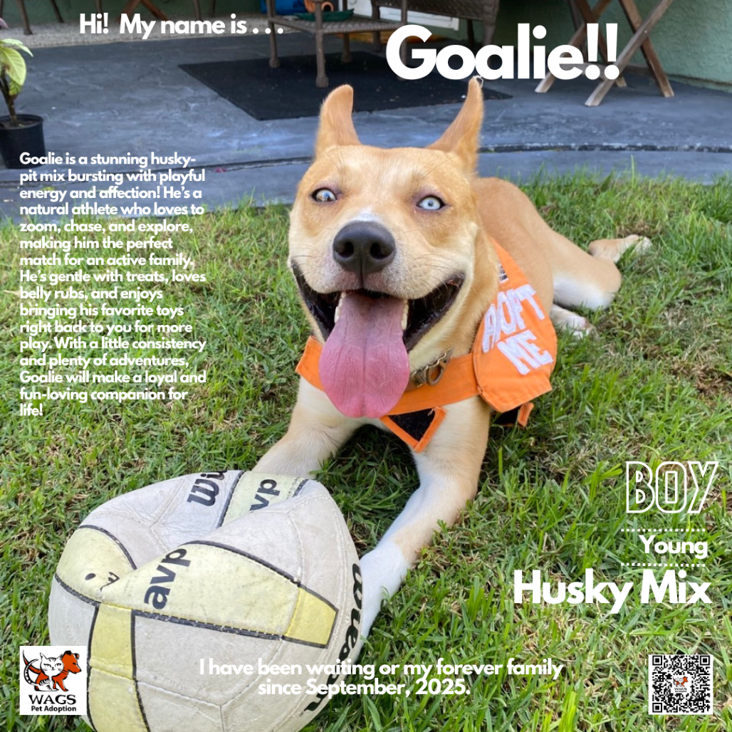 Goalie's Profile