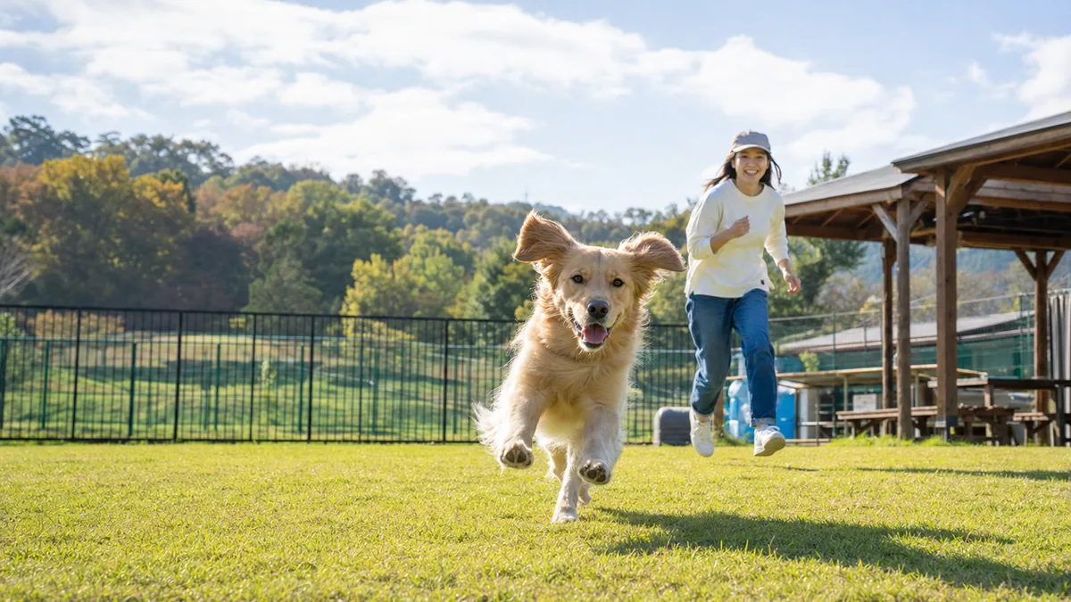【関西】広さは正義？！思いっきり愛犬を走らせられるスポット5選のイメージ写真