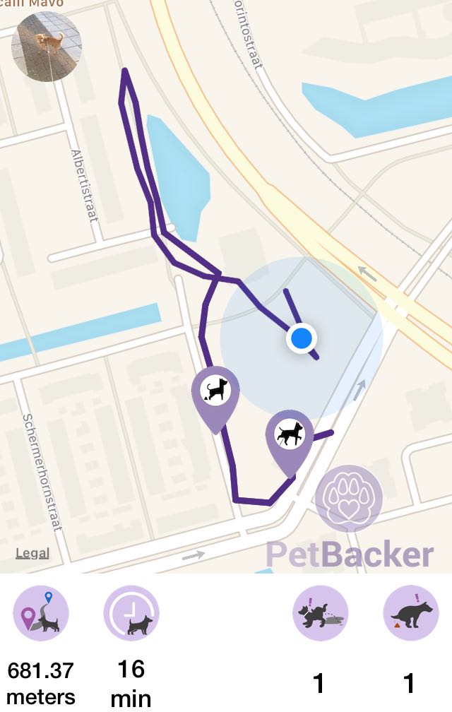 Just completed pet walking of 681.37 meters