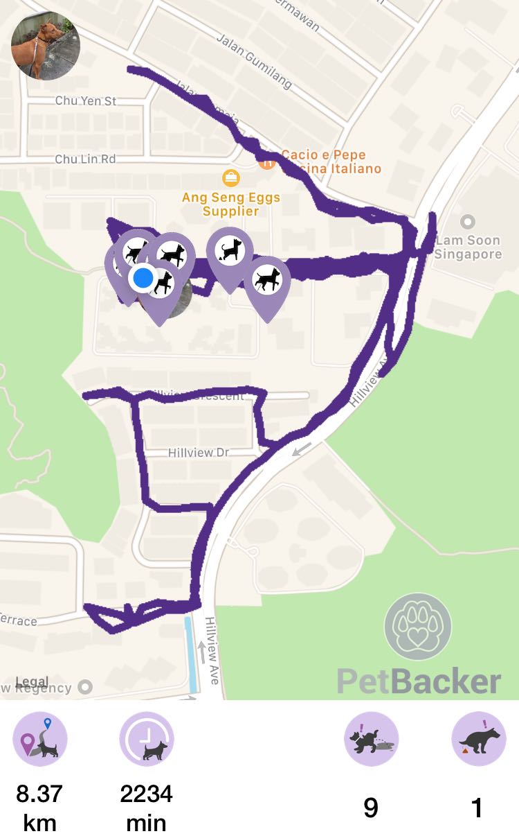 Just completed pet walking of 8.37 km