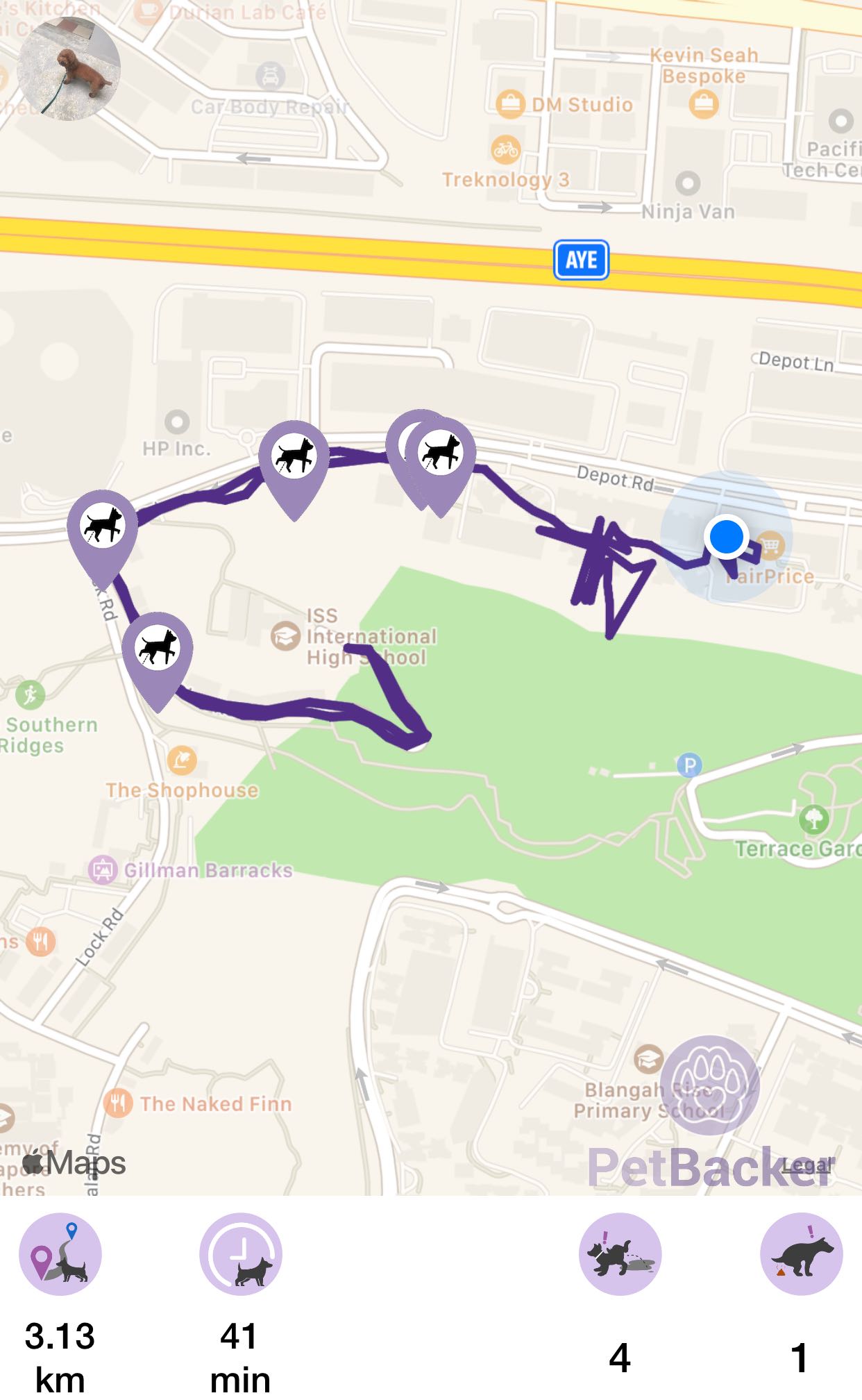 Just completed pet walking of 3.13 km