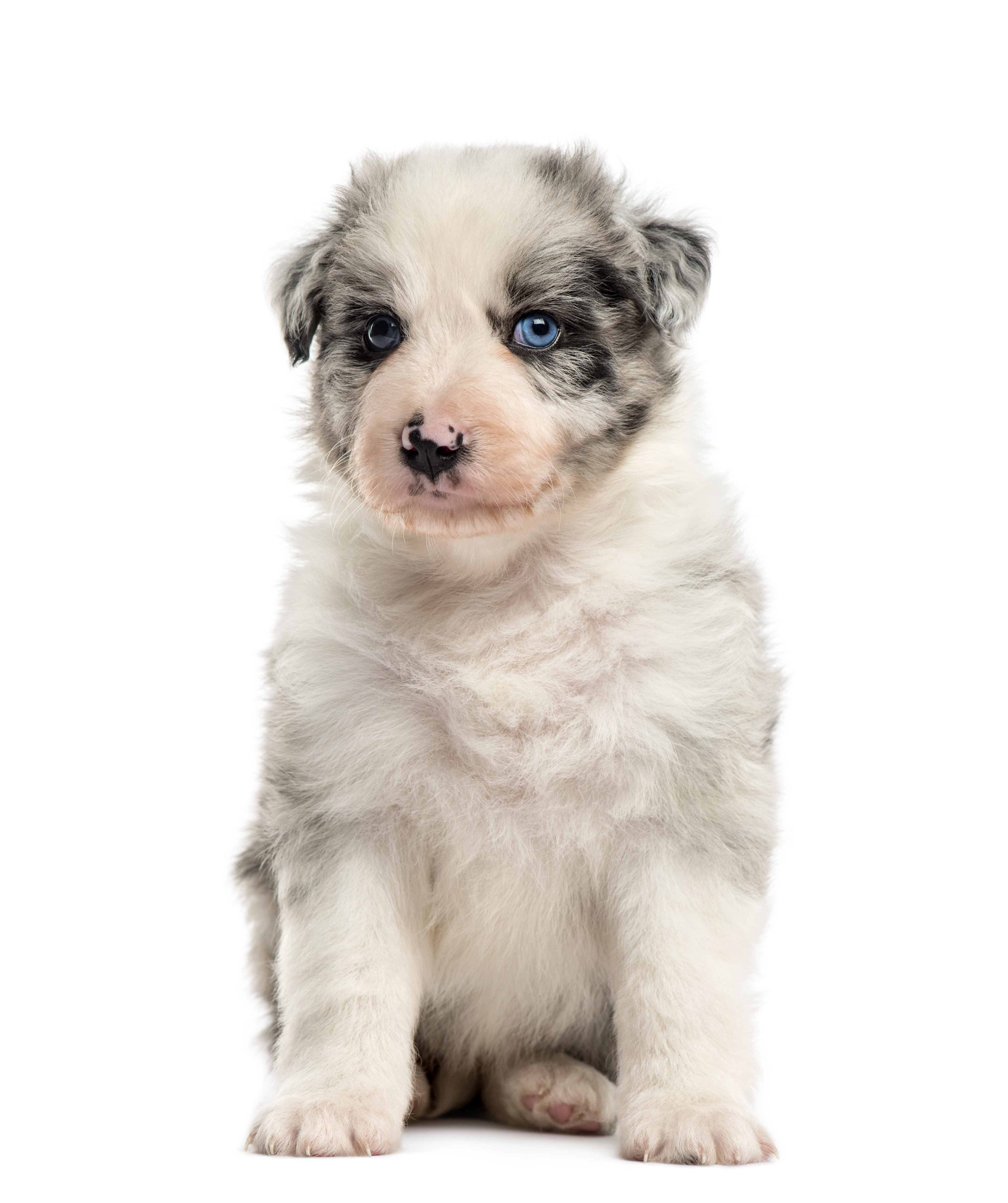 Mini Aussiedoodle » - Puppy Buddy