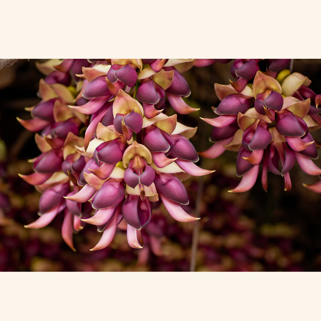 Unlocking the Therapeutic Potential of Mucuna for Parkinson's