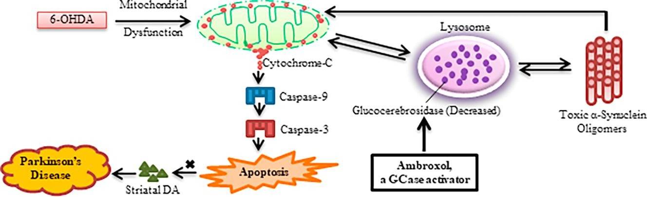 Ambroxol Trial in Parkinson’s Dementia – What We Learned