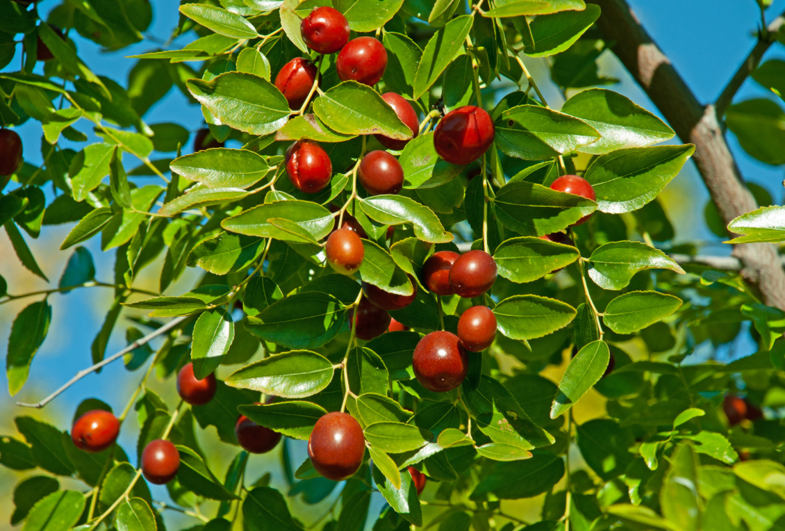 Crushed dried seeds of jujube fruit ease Parkinson’s in mouse model